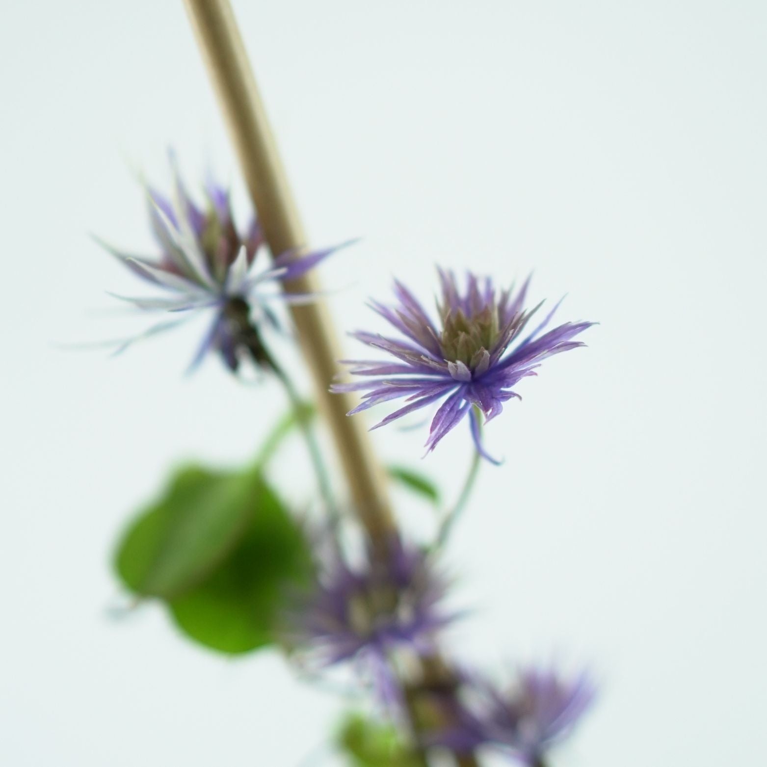 Clematis Multi Blue