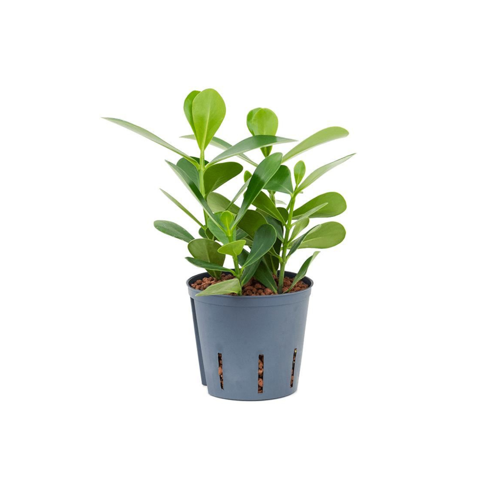 CLUSIA ROSEA 'GREEN MAGIC' Kluzja różowa w hydroponice