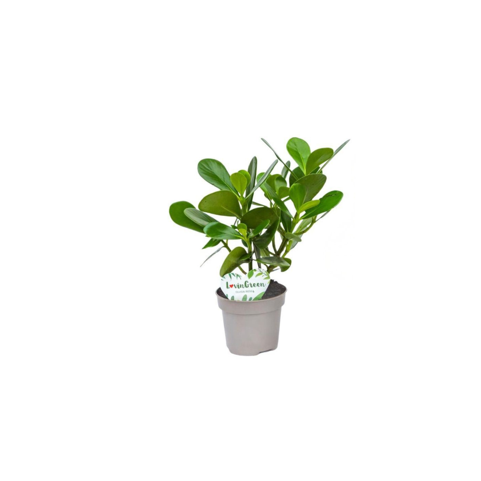 CLUSIA ROSEA 'GREEN MAGIC' Kluzja różowa