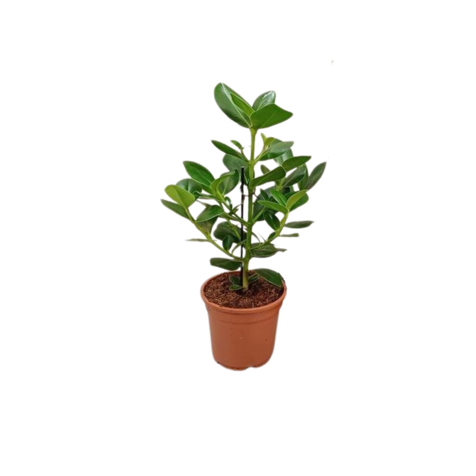 CLUSIA ROSEA 'Princess' Kluzja różowa 