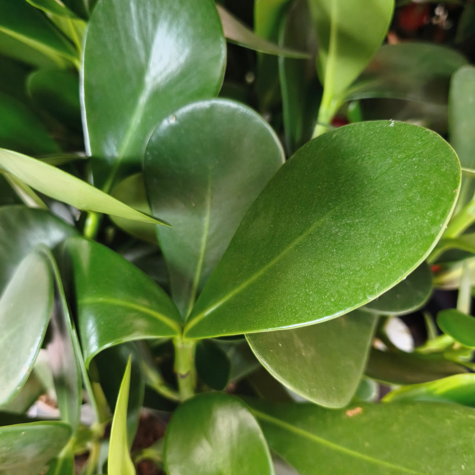 CLUSIA ROSEA 'GREEN MAGIC' Kluzja różowa
