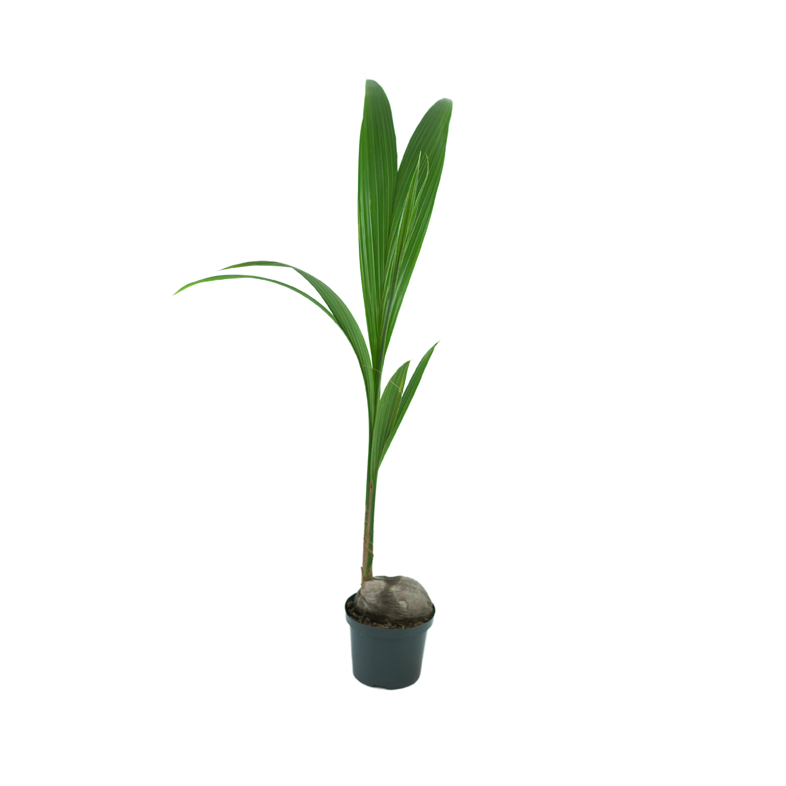 COCOS NUCIFERA Palma kokosowa