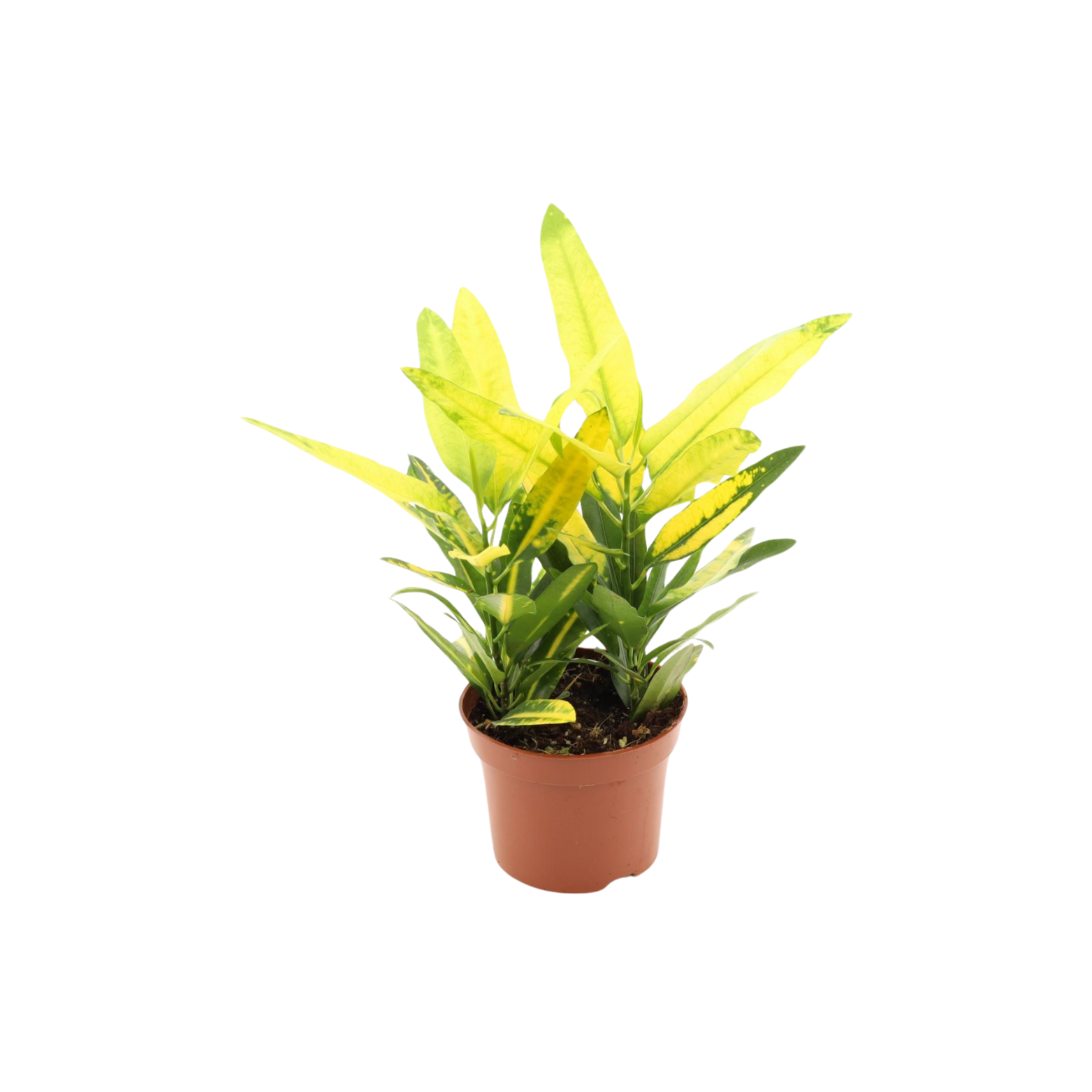 CODIAEUM 'SUNNY STAR' Kroton