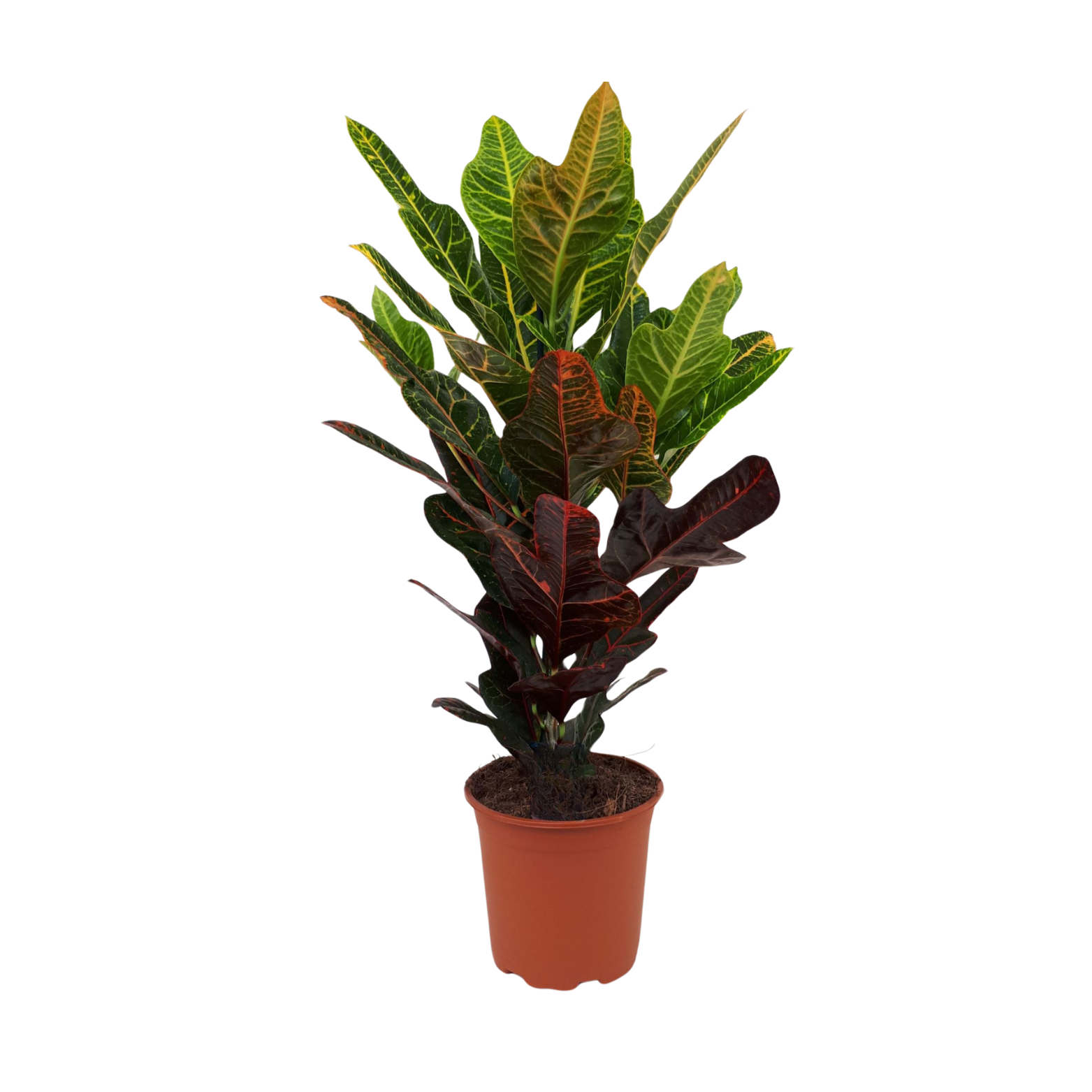 CODIAEUM VARIEGATUM 'EXCELLENT' Kroton