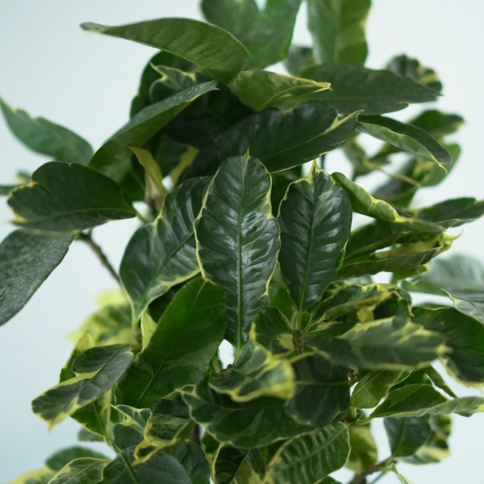 CODIAEUM VARIEGATUM 'Eburneum' Kroton