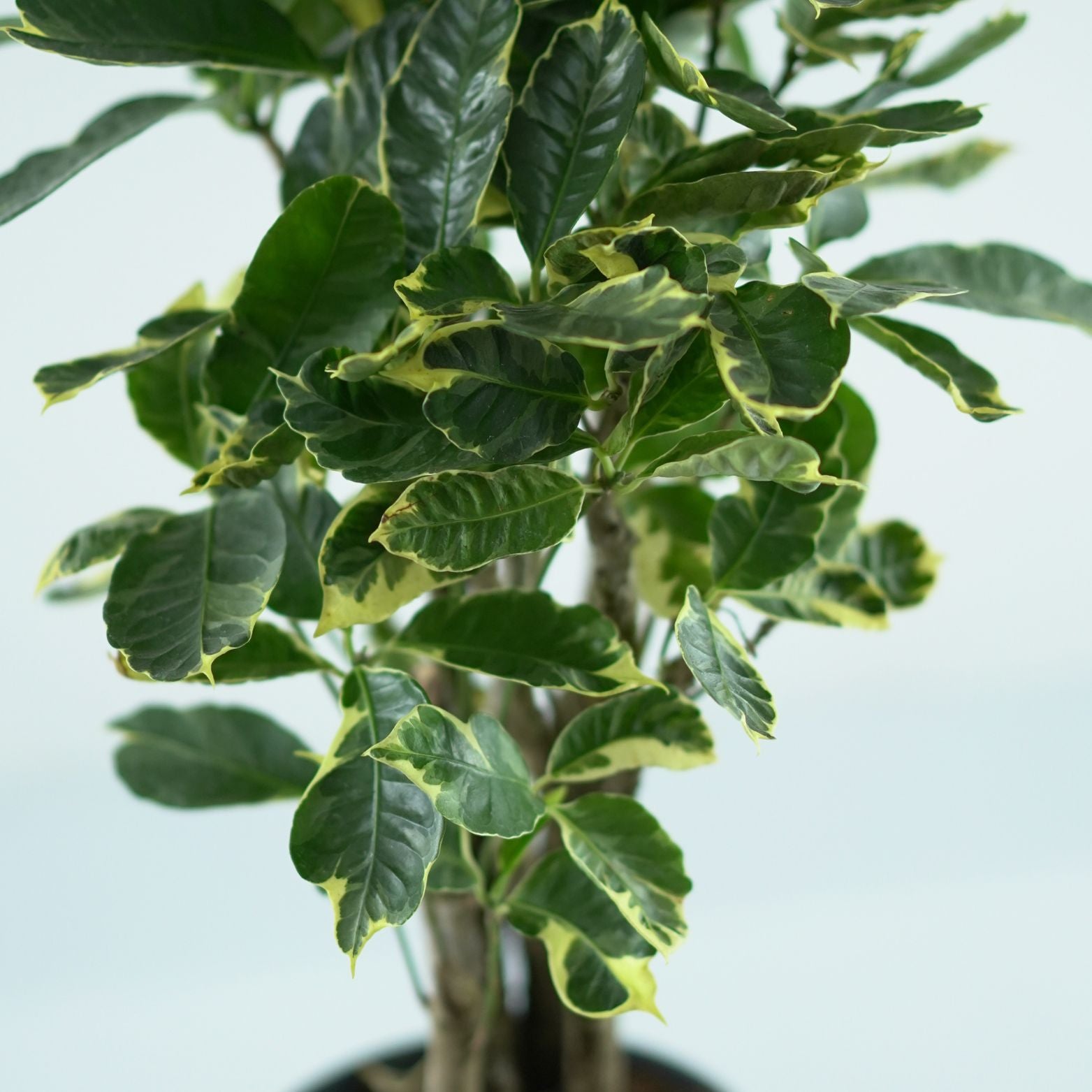 CODIAEUM VARIEGATUM 'Eburneum' Kroton