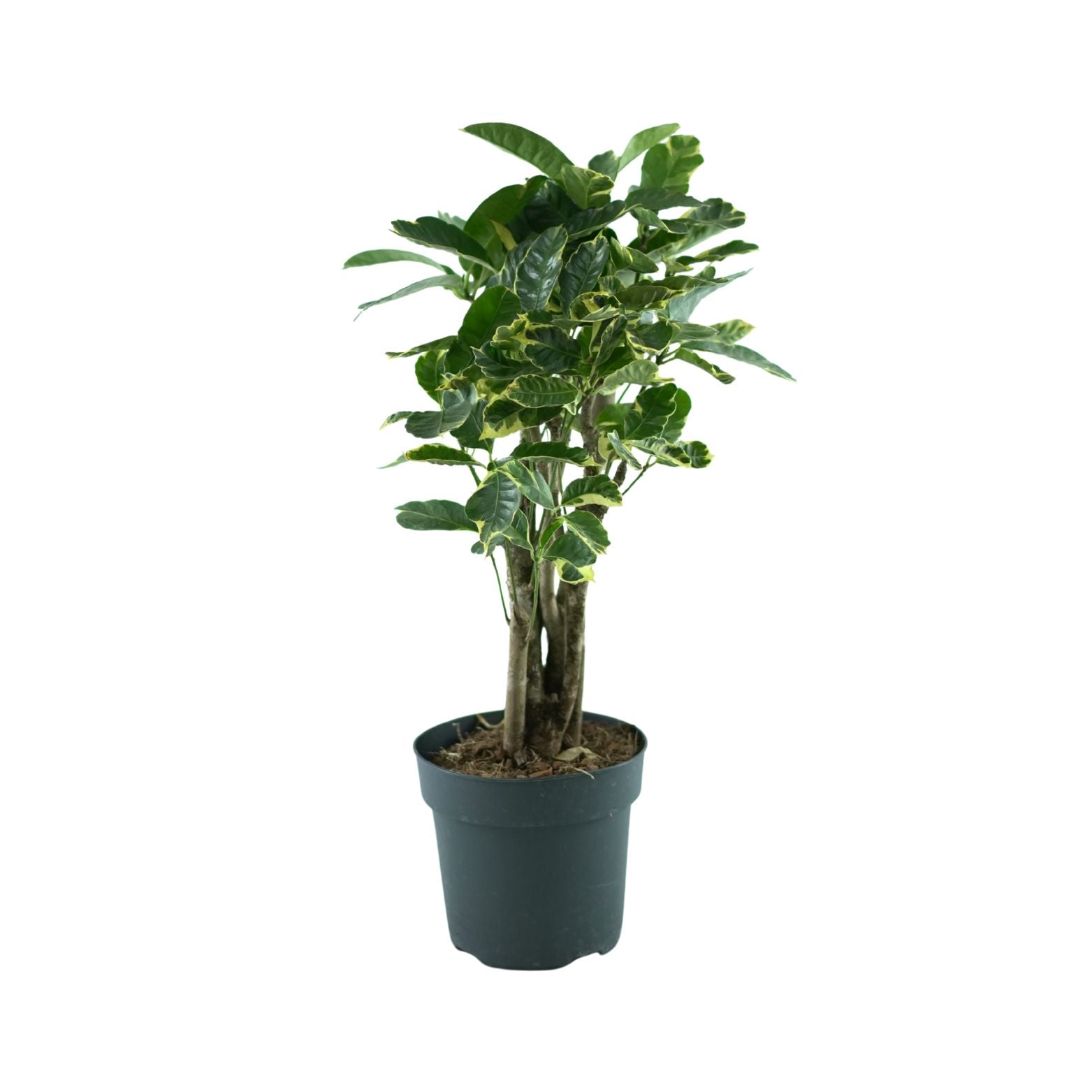 CODIAEUM VARIEGATUM 'Eburneum' Kroton