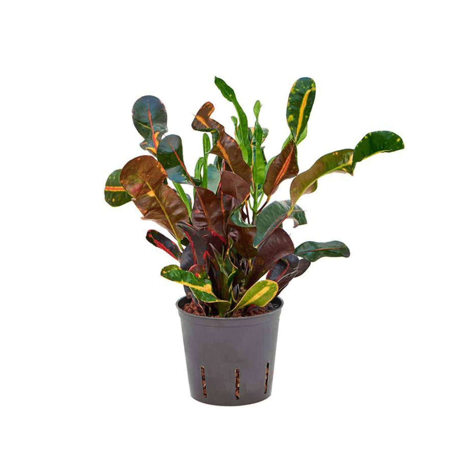 CODIAEUM VARIEGATUM 'MAMMI' Kroton