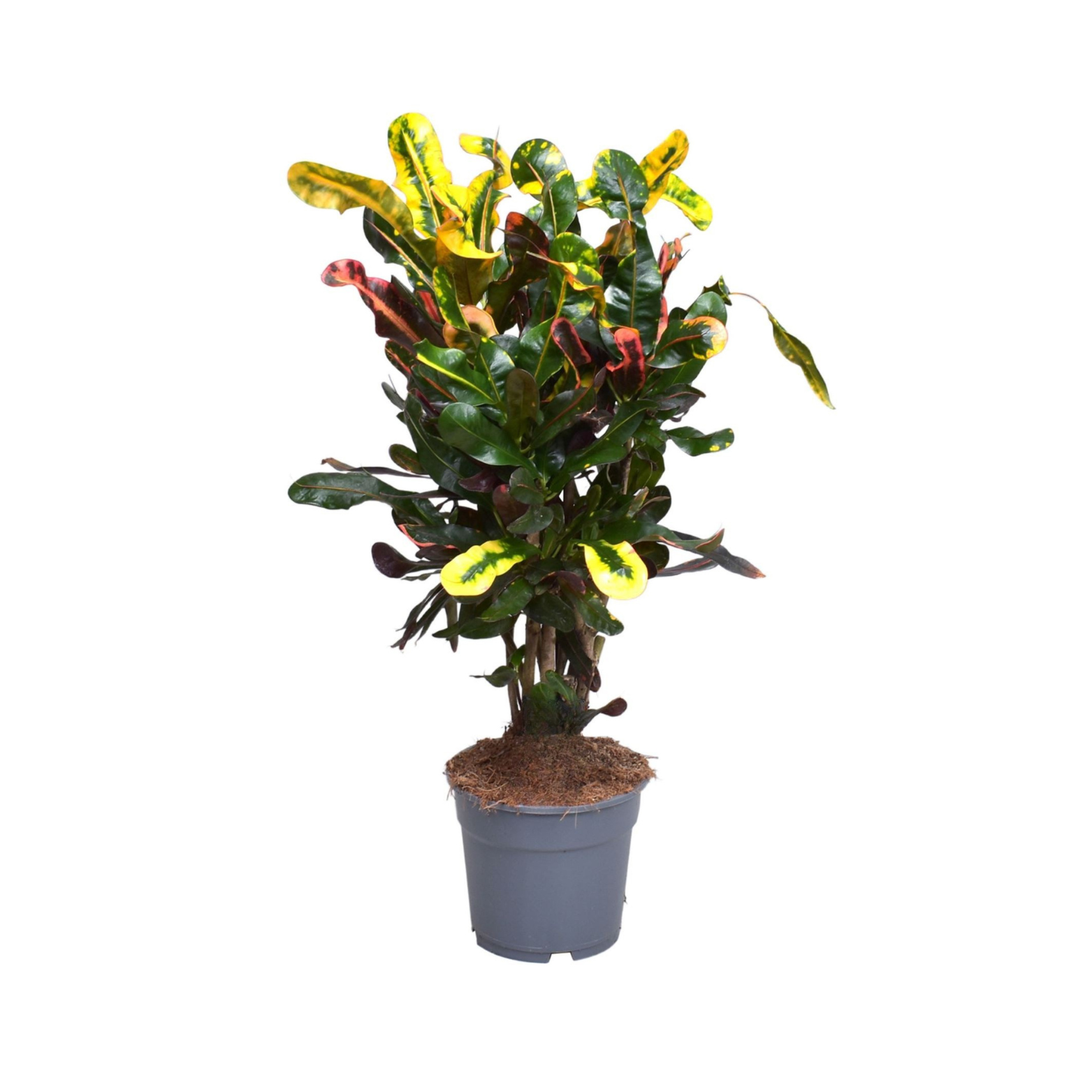 CODIAEUM VARIEGATUM 'MAMMI' Kroton
