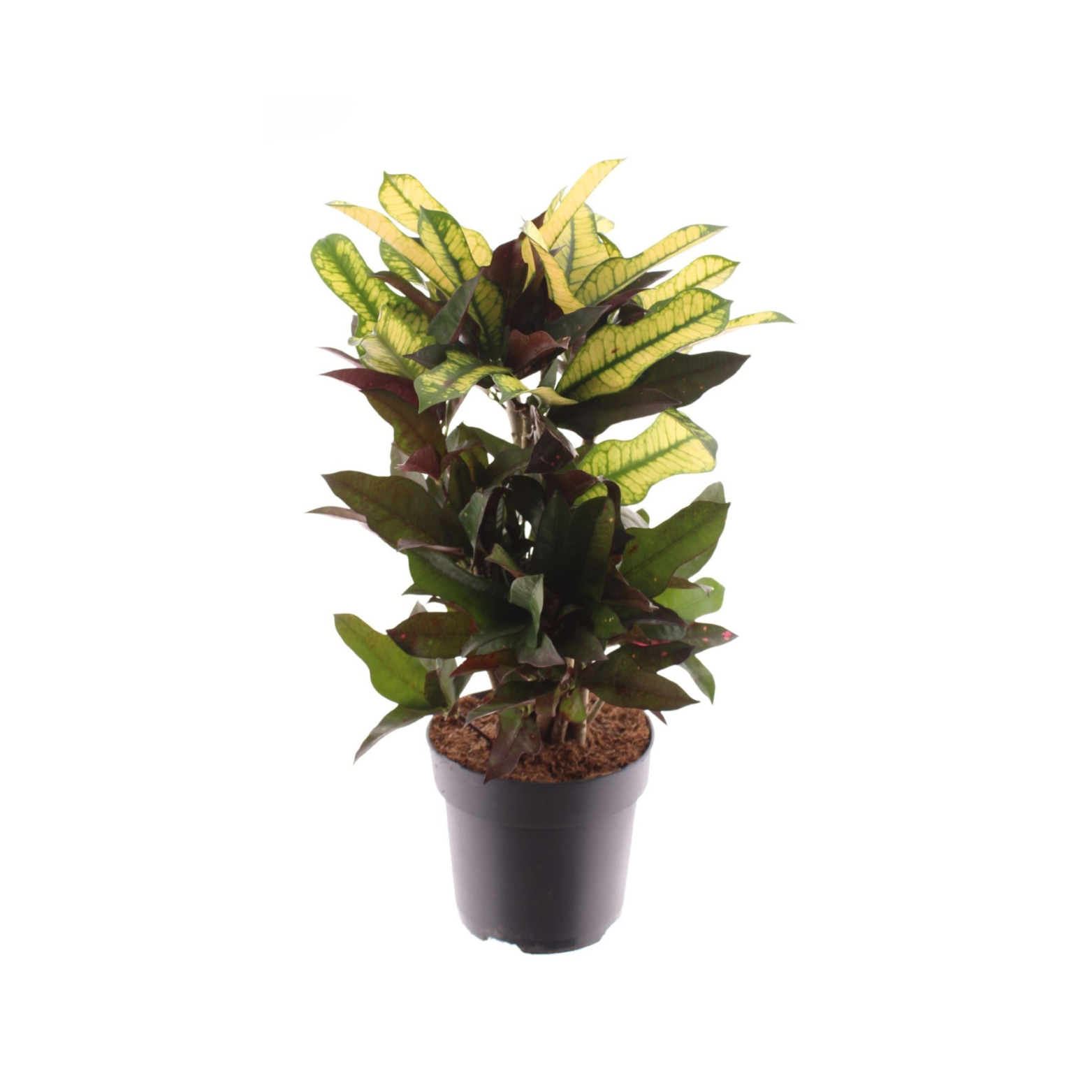 CODIAEUM 'WILMA' Kroton