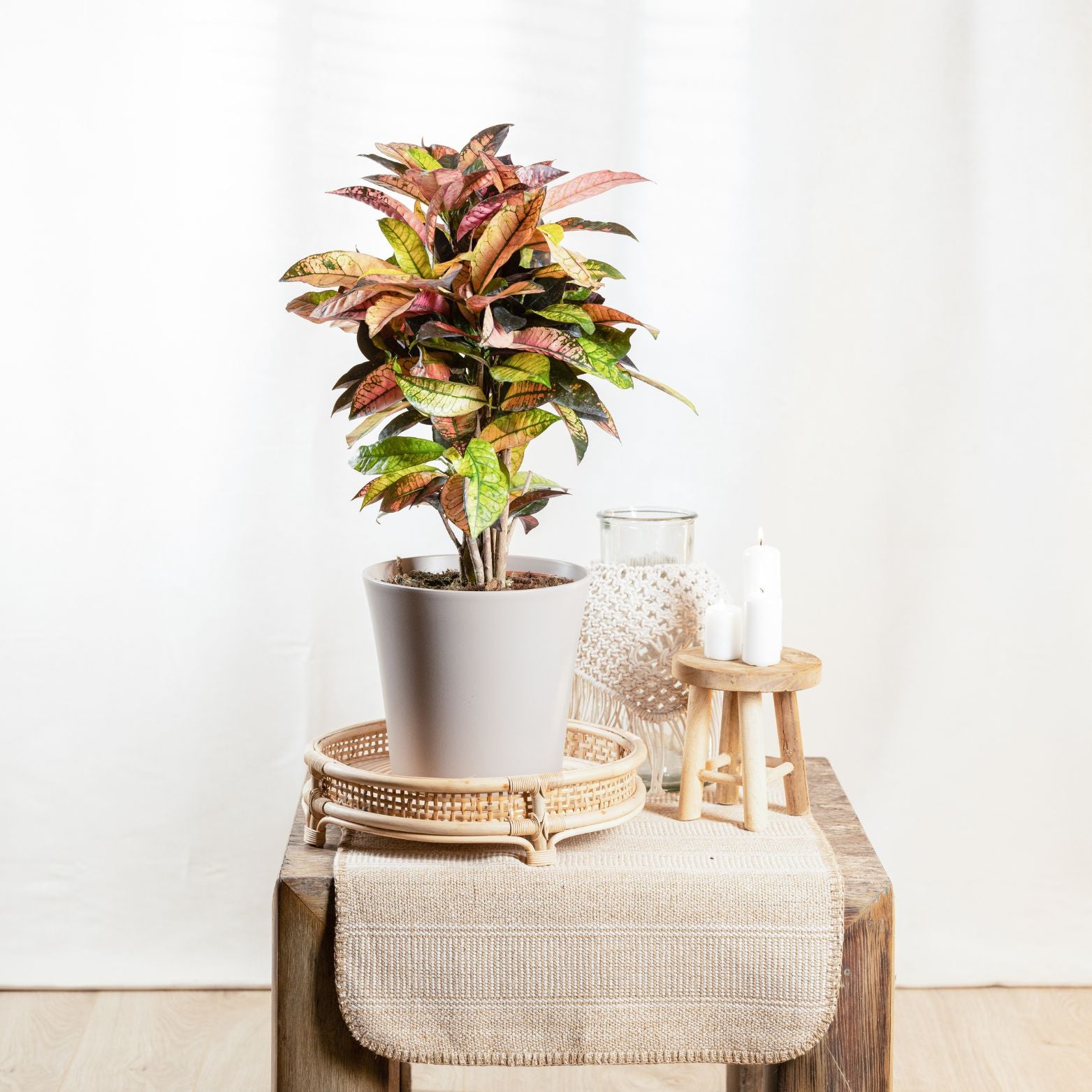 CODIAEUM VARIEGATUM 'MRS. ICETON' Kroton trójskrzyn pstry