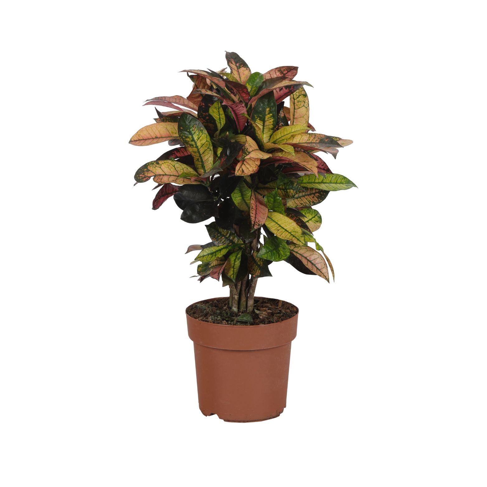 CODIAEUM VARIEGATUM 'MRS. ICETON' Kroton trójskrzyn pstry