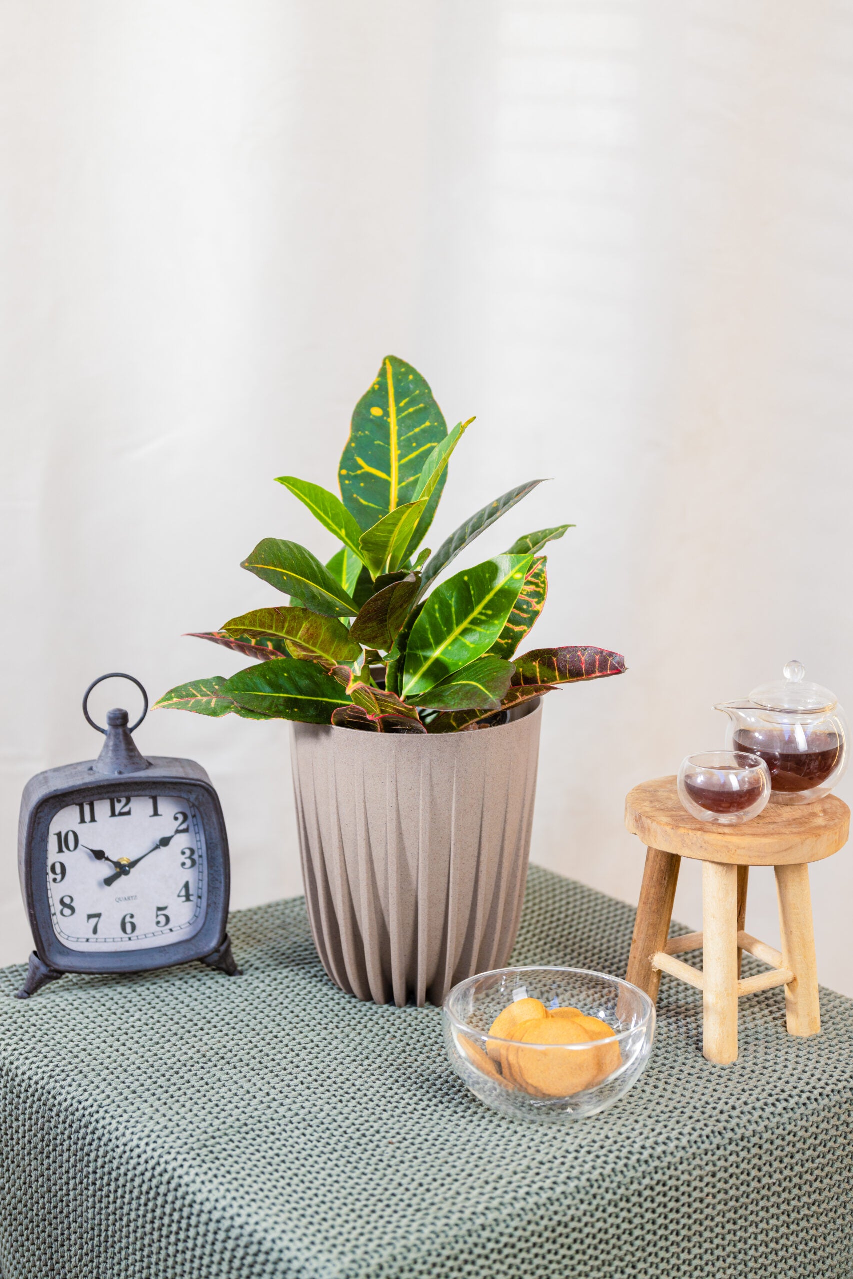 CODIAEUM VARIEGATUM 'PETRA' Kroton