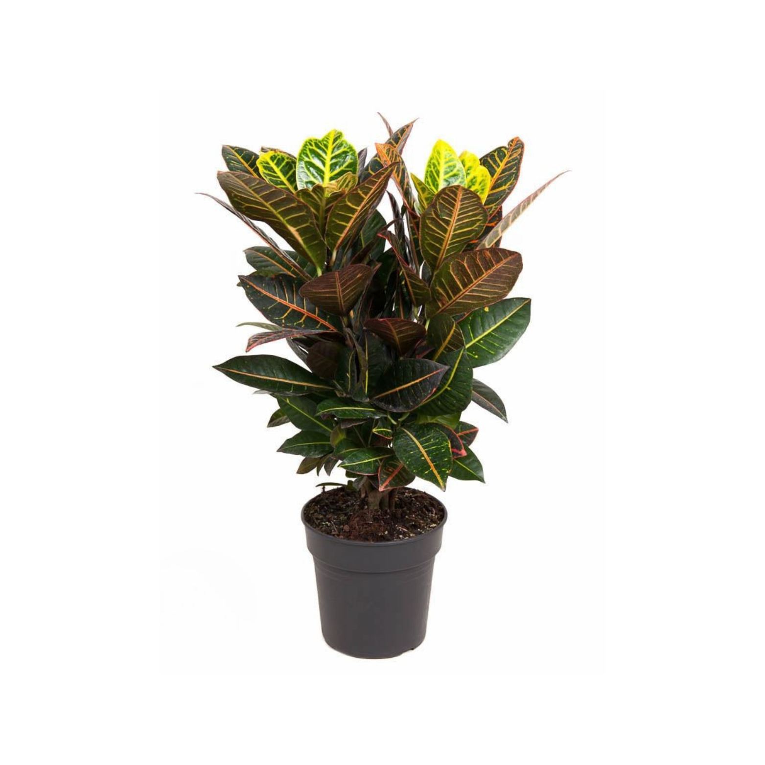 CODIAEUM VARIEGATUM 'PETRA' Kroton