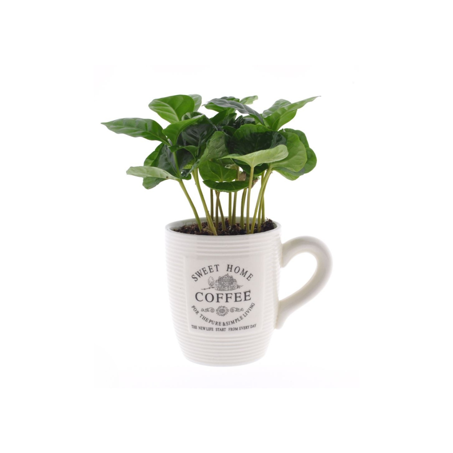 COFFEA ARABICA Kawa arabska