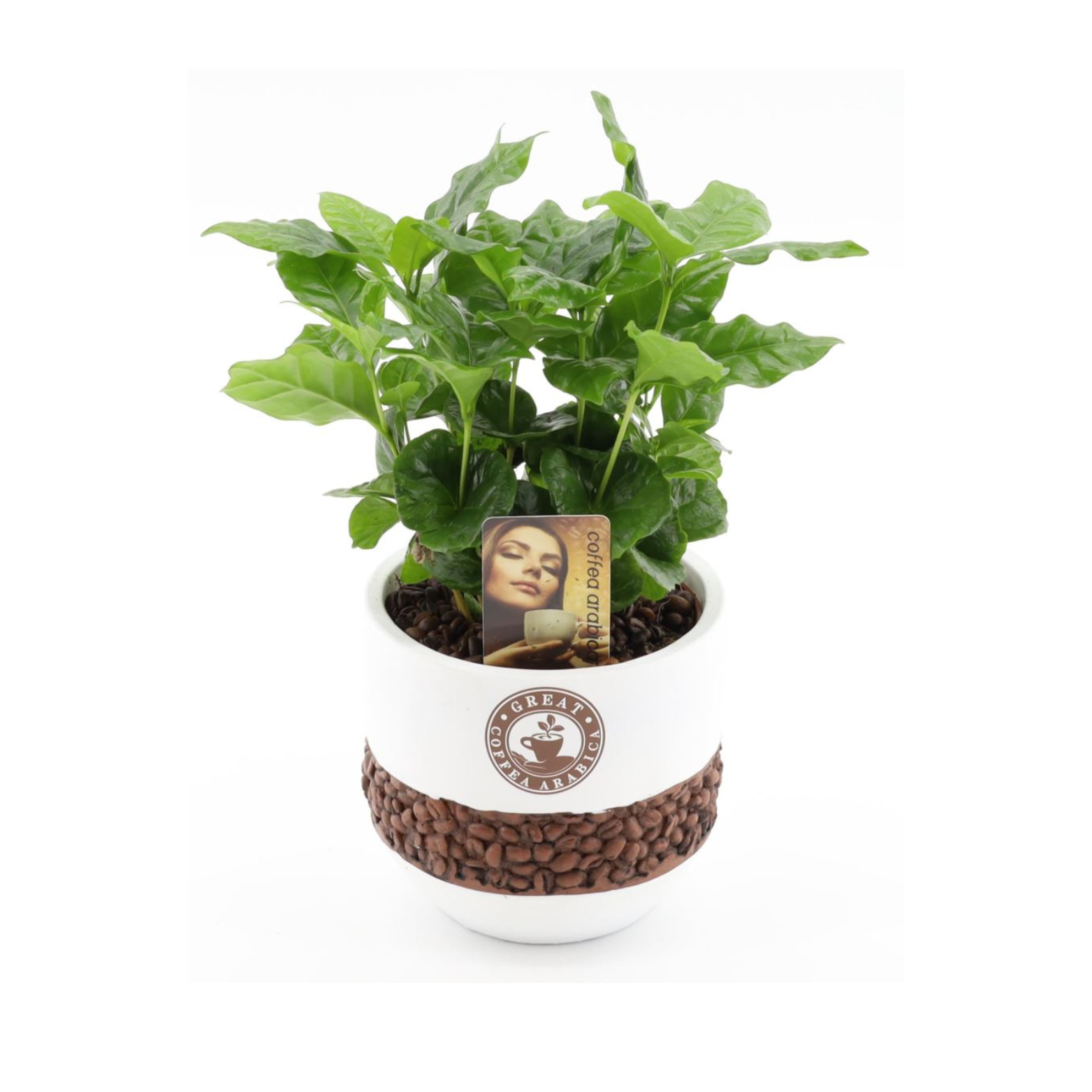 COFFEA ARABICA Kawa arabska w doniczce z ziarnami