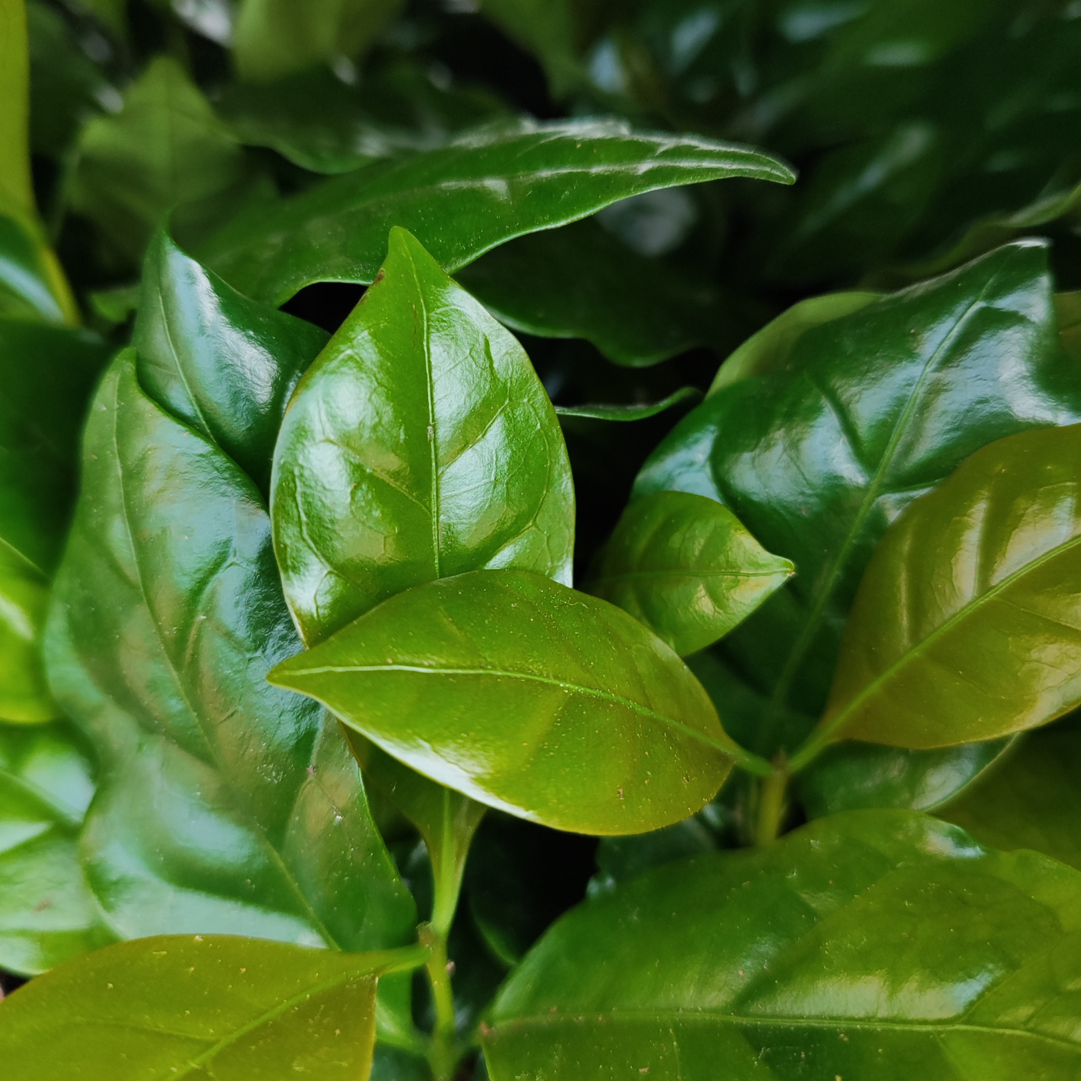 COFFEA ARABICA Kawa arabska