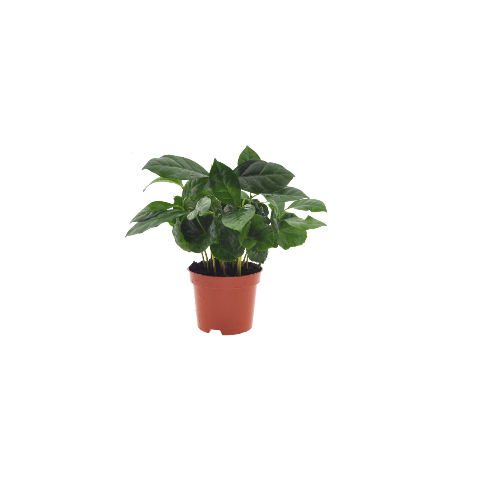 COFFEA ARABICA Kawa arabska