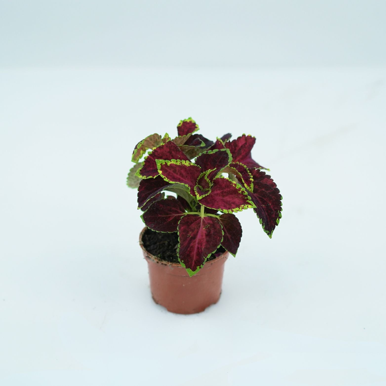 COLEUS Koleus