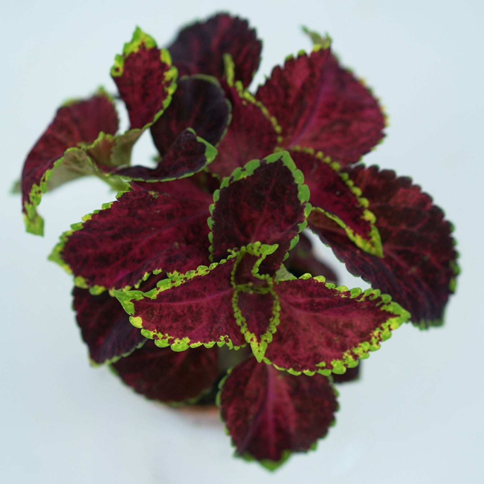 COLEUS Koleus