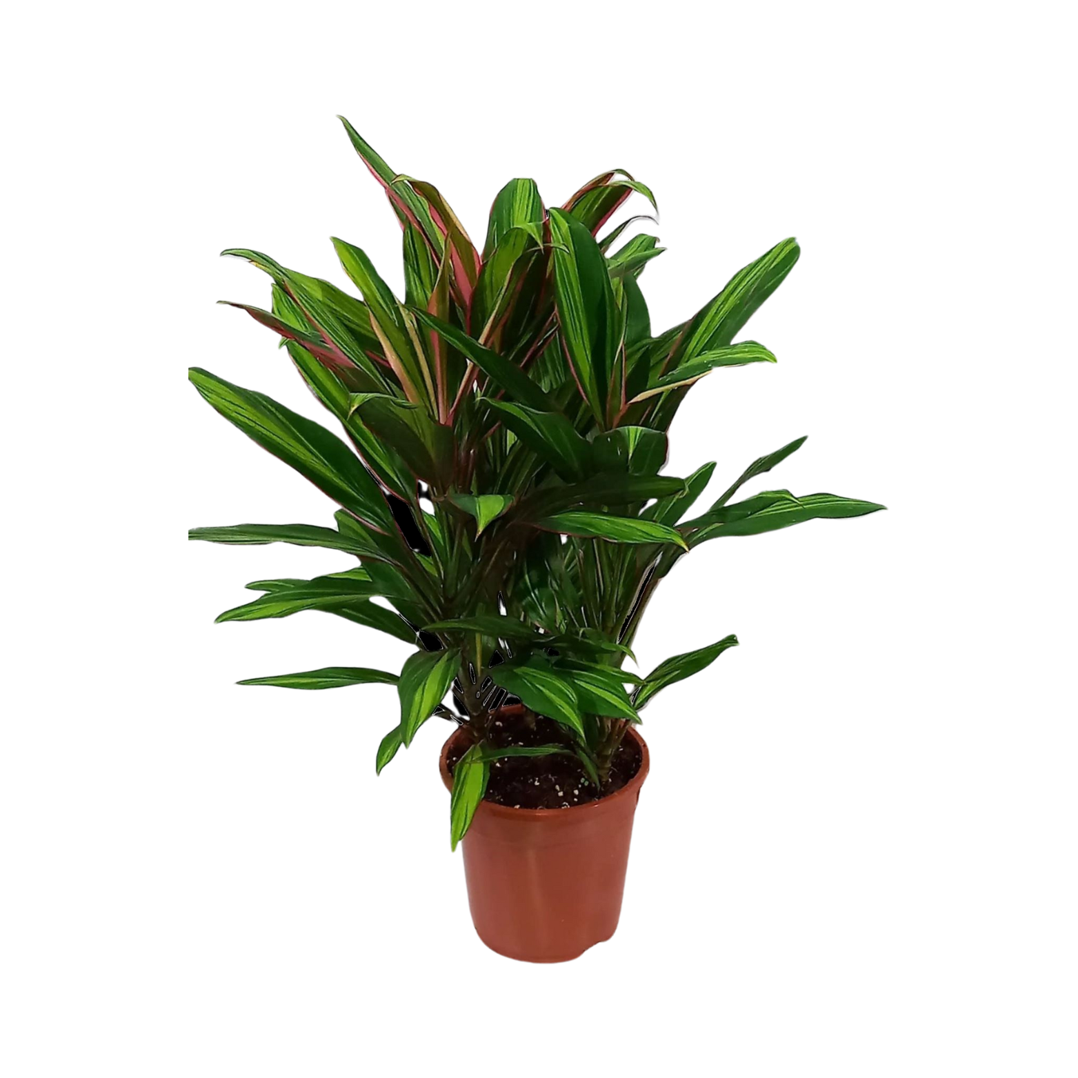 CORDYLINE FRUT 'KIWI' Kordylina