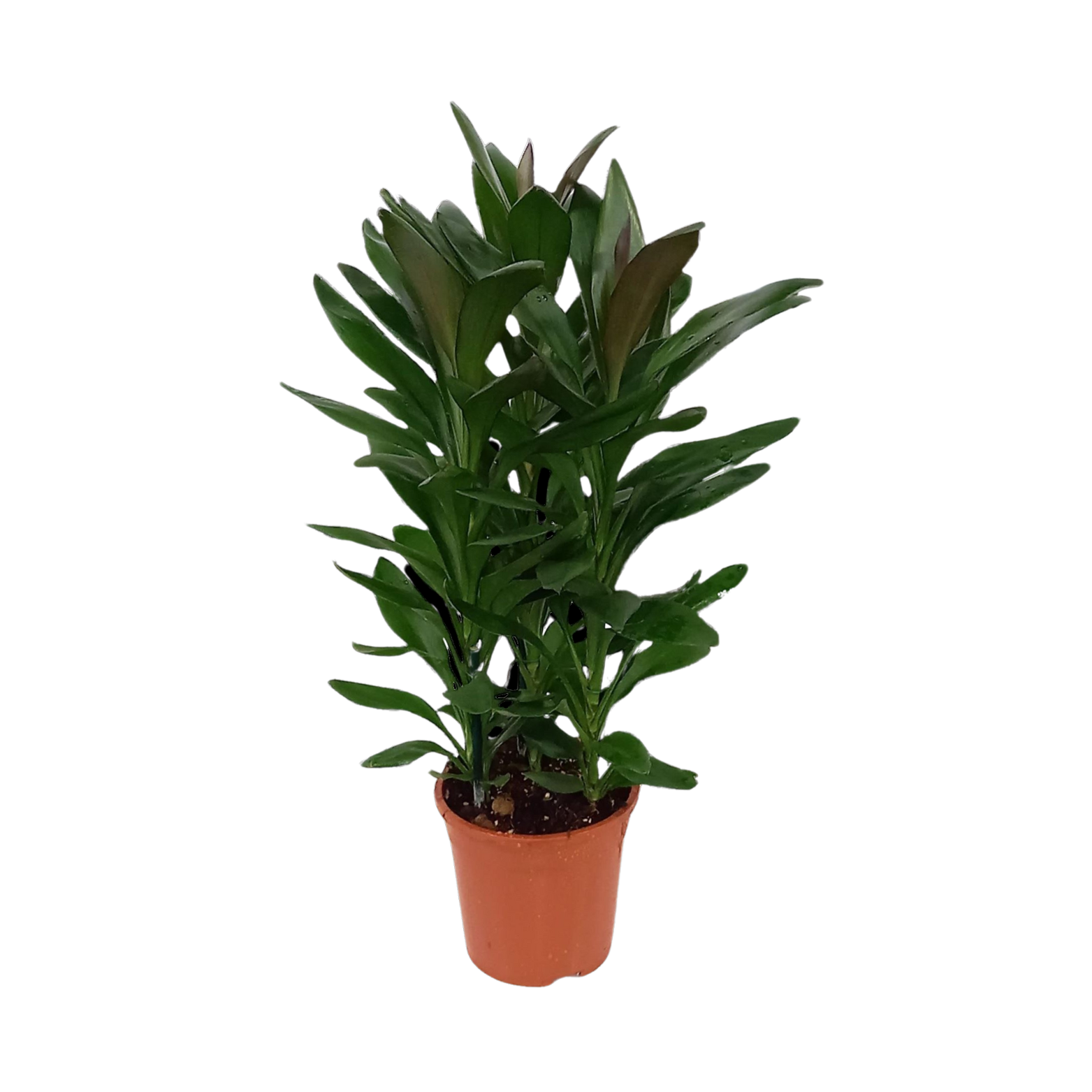 Cordylina Glauca