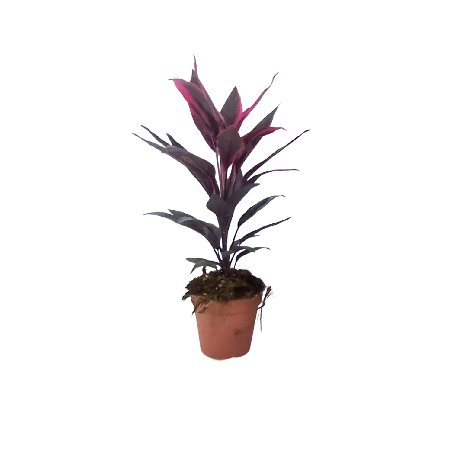 CORDYLINE FRUTICOSA 'TANGO' Kordylina