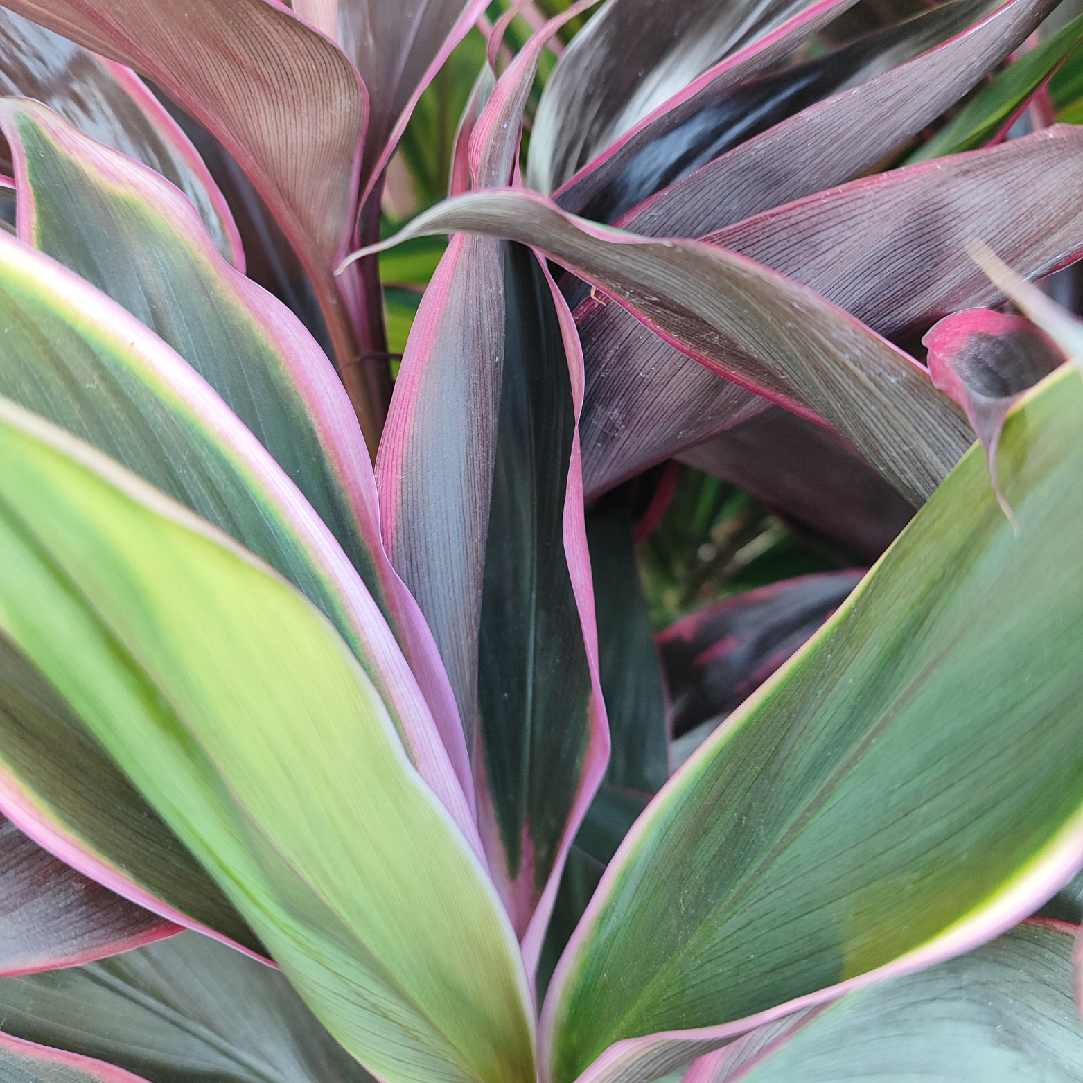 CORDYLINE FRUTICOSA 'TANGO' Kordylina