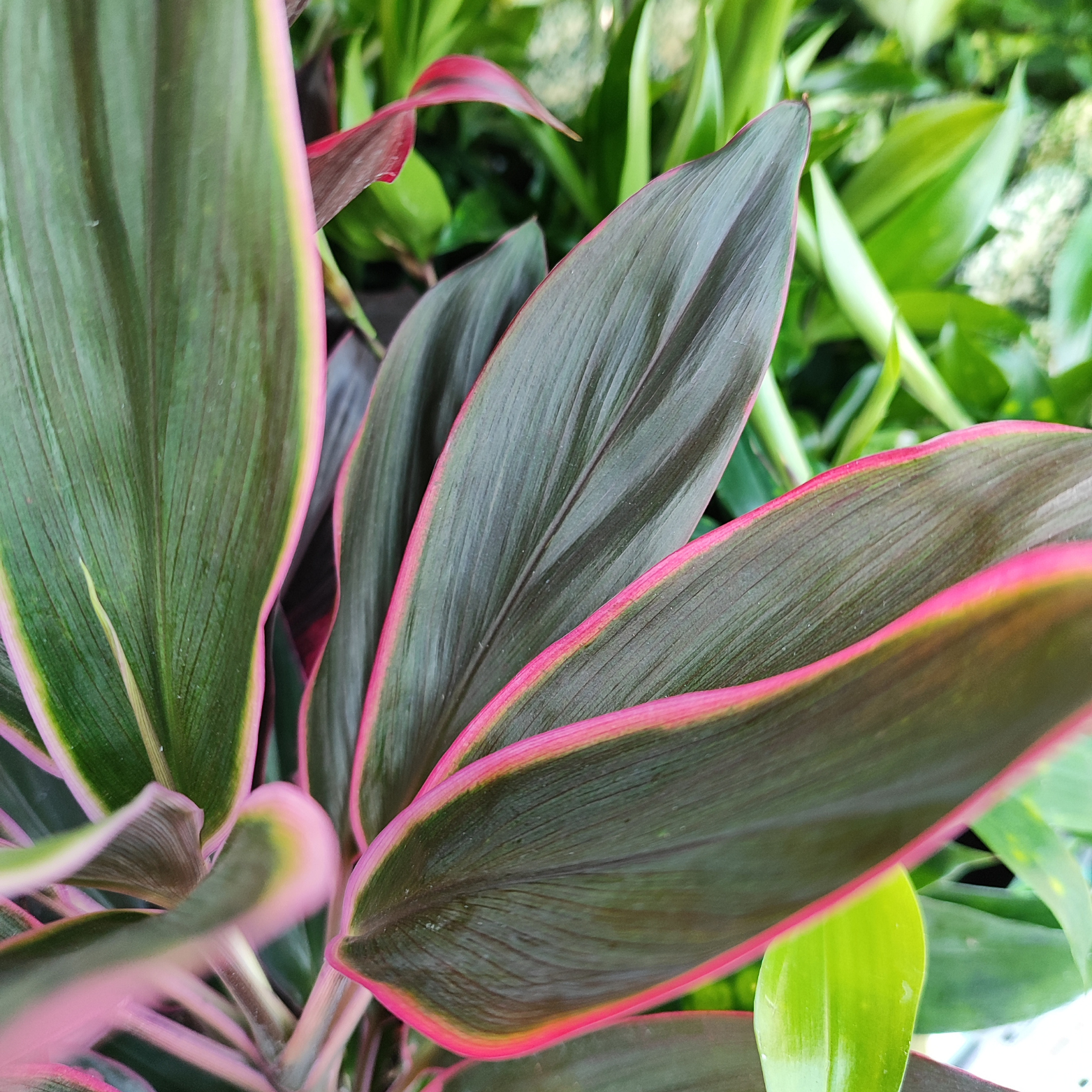 CORDYLINE FRUTICOSA 'TANGO' Kordylina