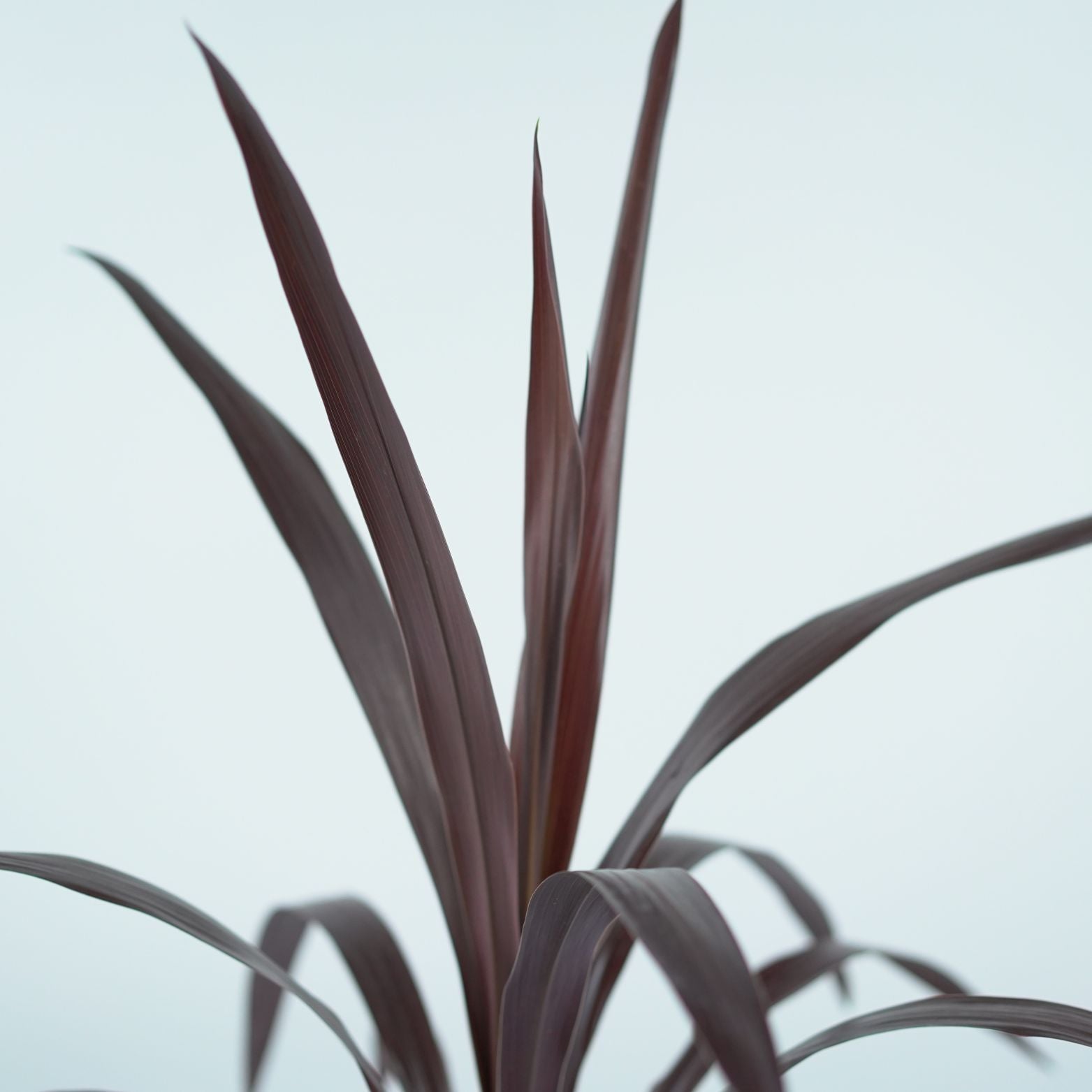 CORDYLINE AUSTRALIS BURGUNDY Kordylina