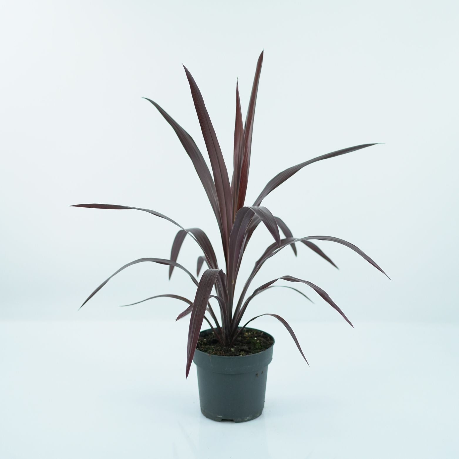 CORDYLINE AUSTRALIS BURGUNDY Kordylina