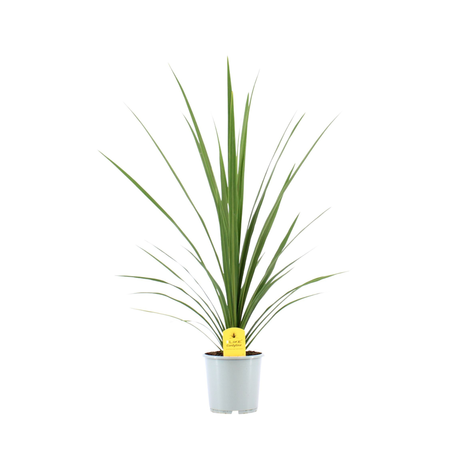 CORDYLINE INDIVISIA 'PEKO' Kordylina