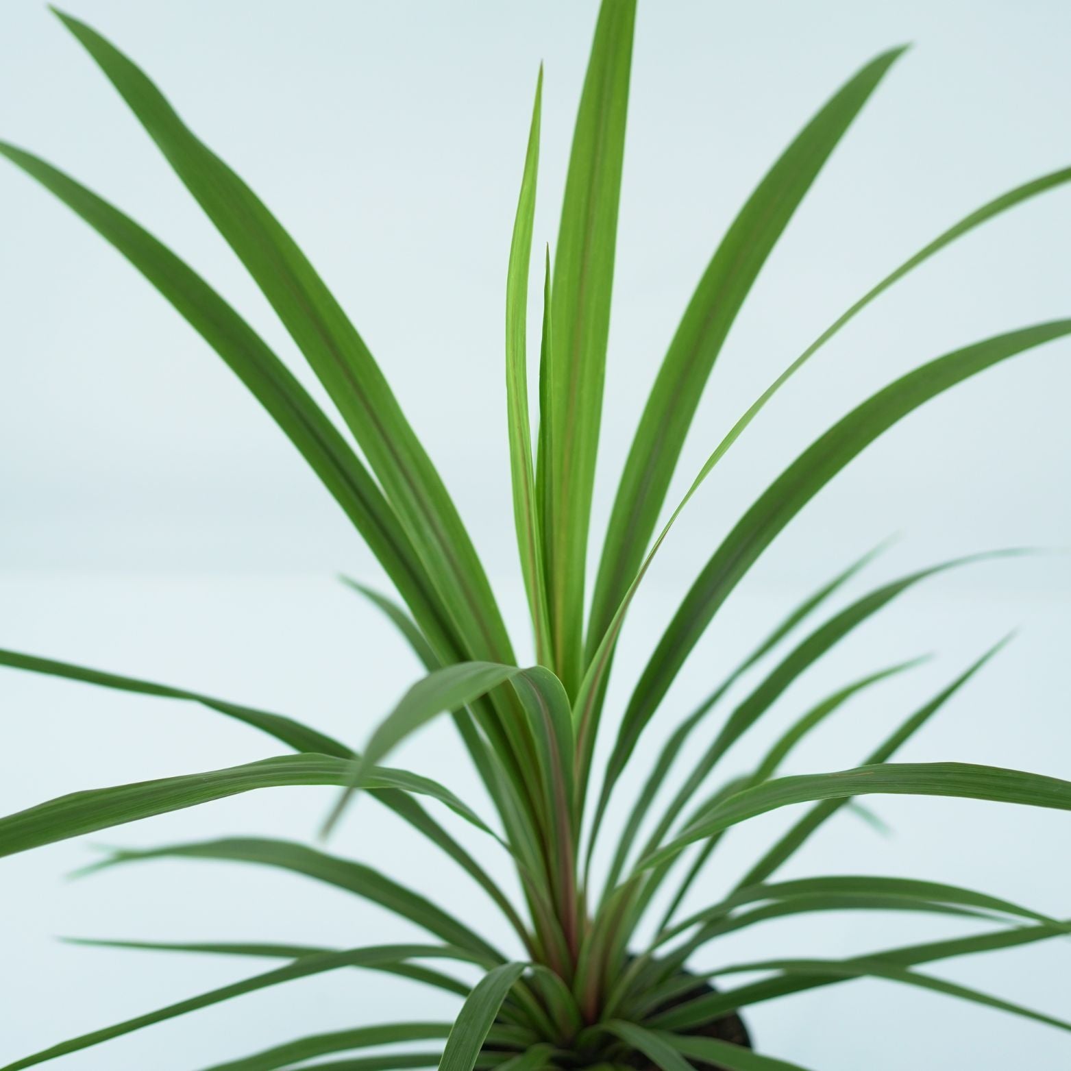 CORDYLINE INDIVISIA PEKO Kordylina