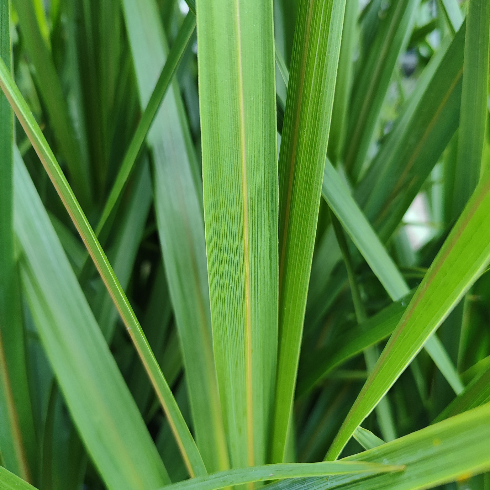 CORDYLINE INDIVISIA 'PEKO' Kordylina