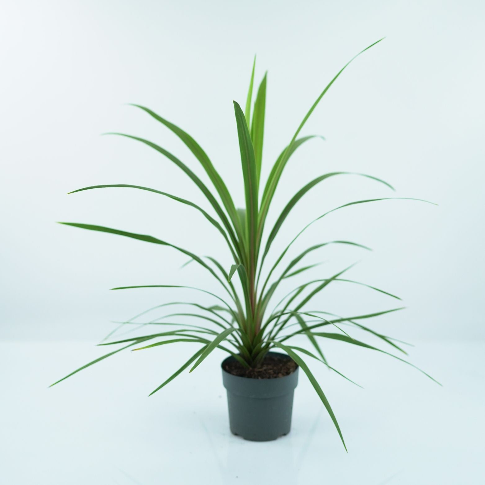 CORDYLINE INDIVISIA PEKO Kordylina