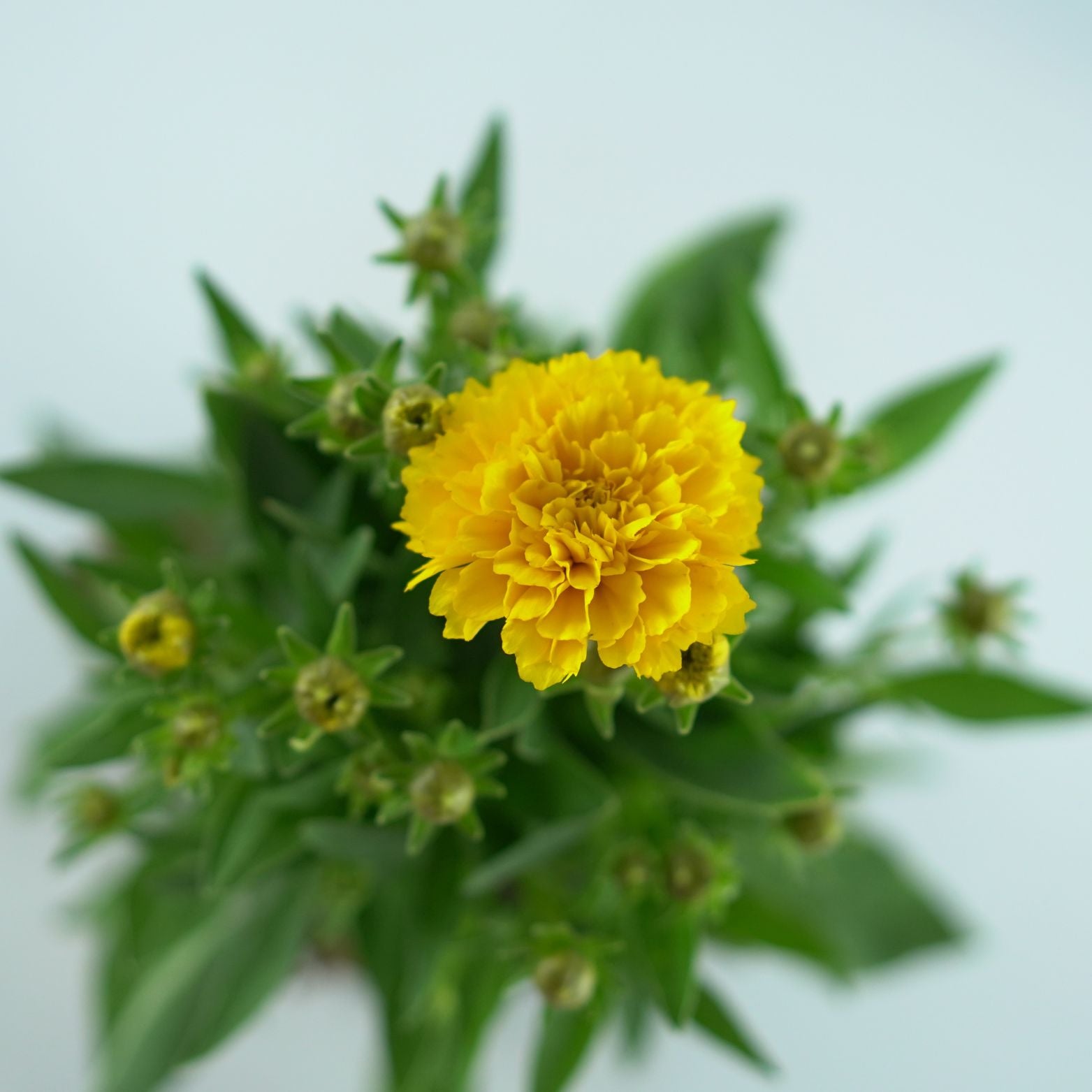 COREOPSIS GRANDIFLORA 'Golden Sphere' Nachyłek wielkokwiatowy