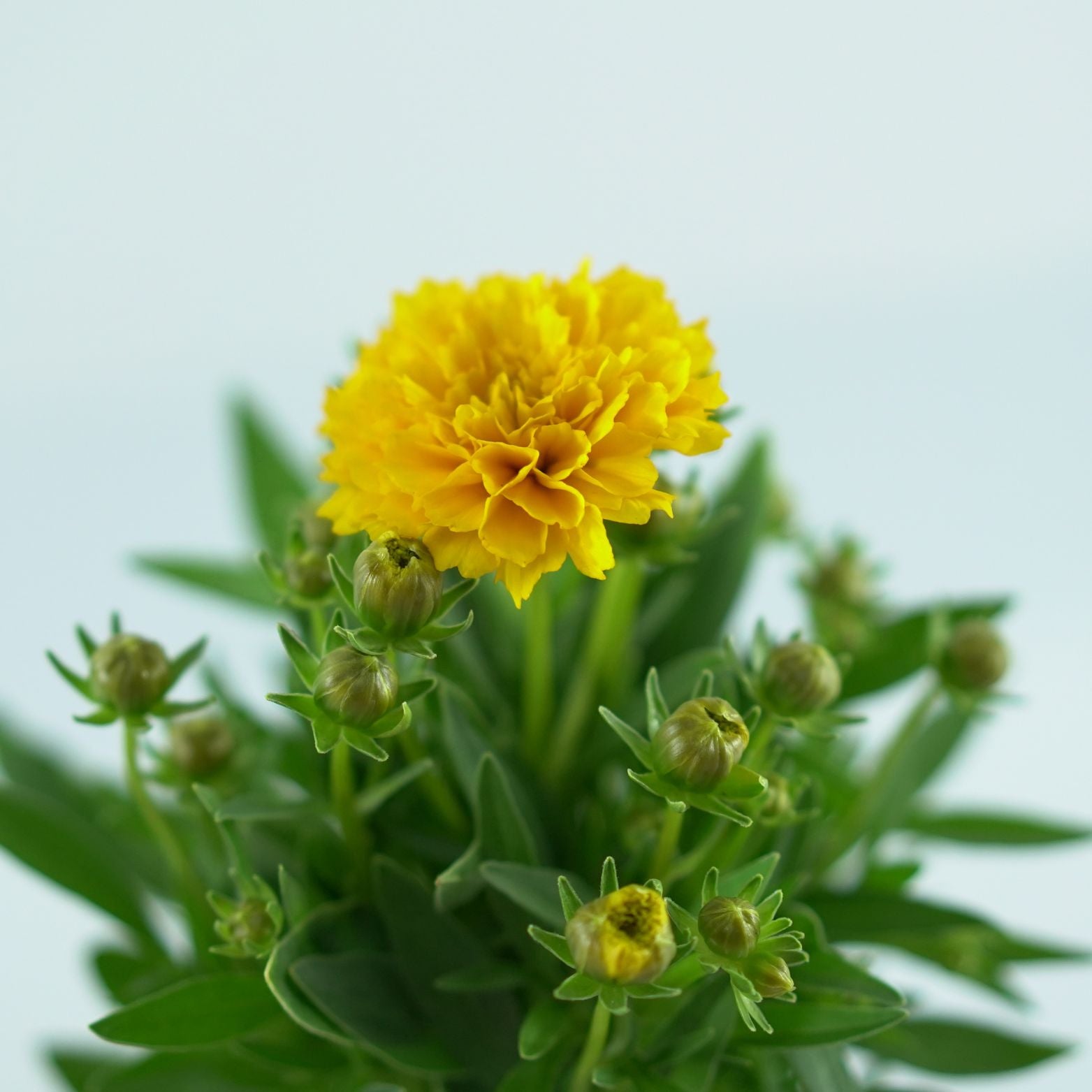 COREOPSIS GRANDIFLORA 'Golden Sphere' Nachyłek wielkokwiatowy
