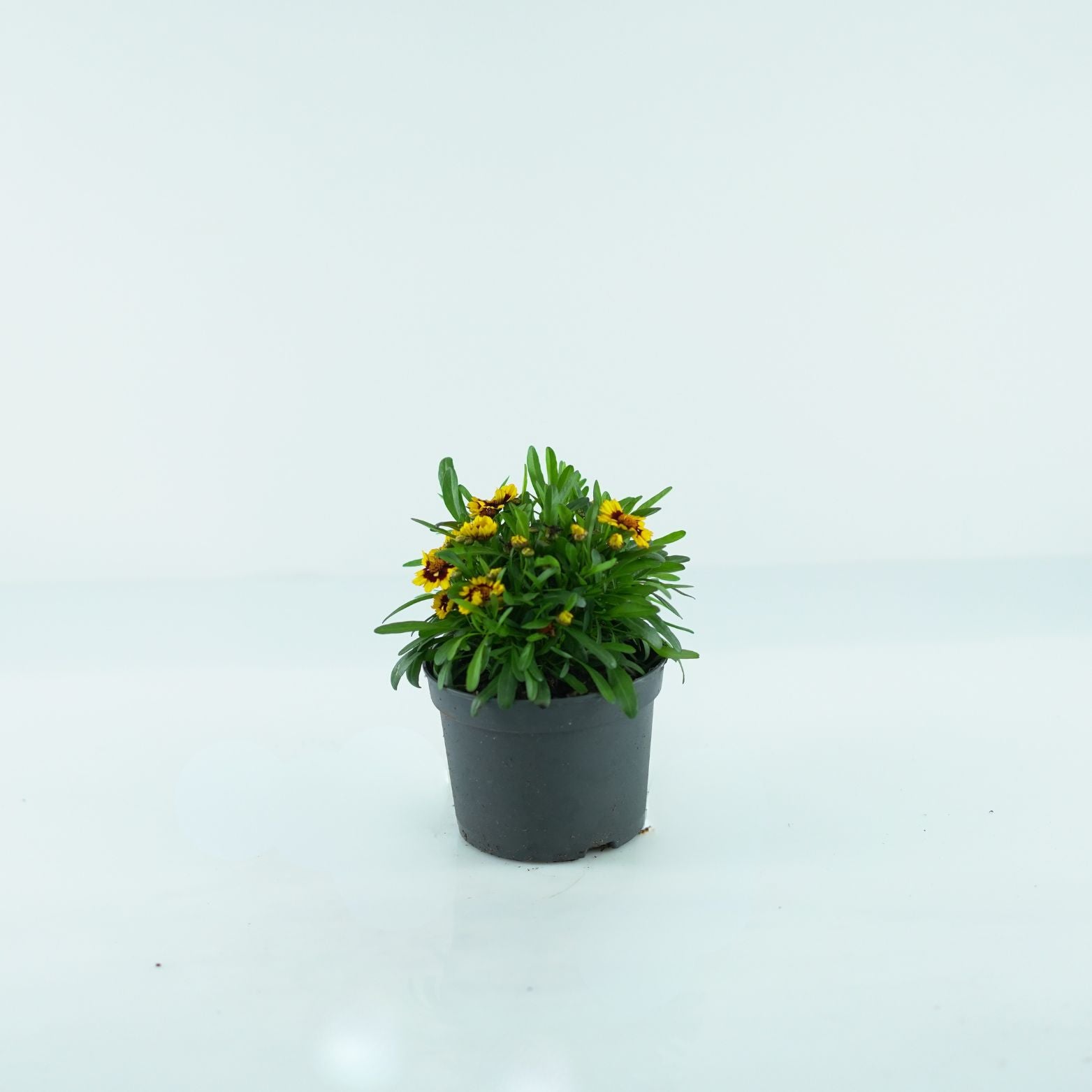COREOPSIS VERTICILLATA 'Corleone Red & Gold' 