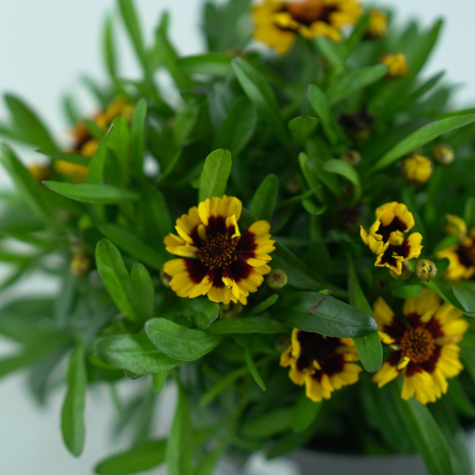 COREOPSIS VERTICILLATA 'Corleone Red & Gold' 