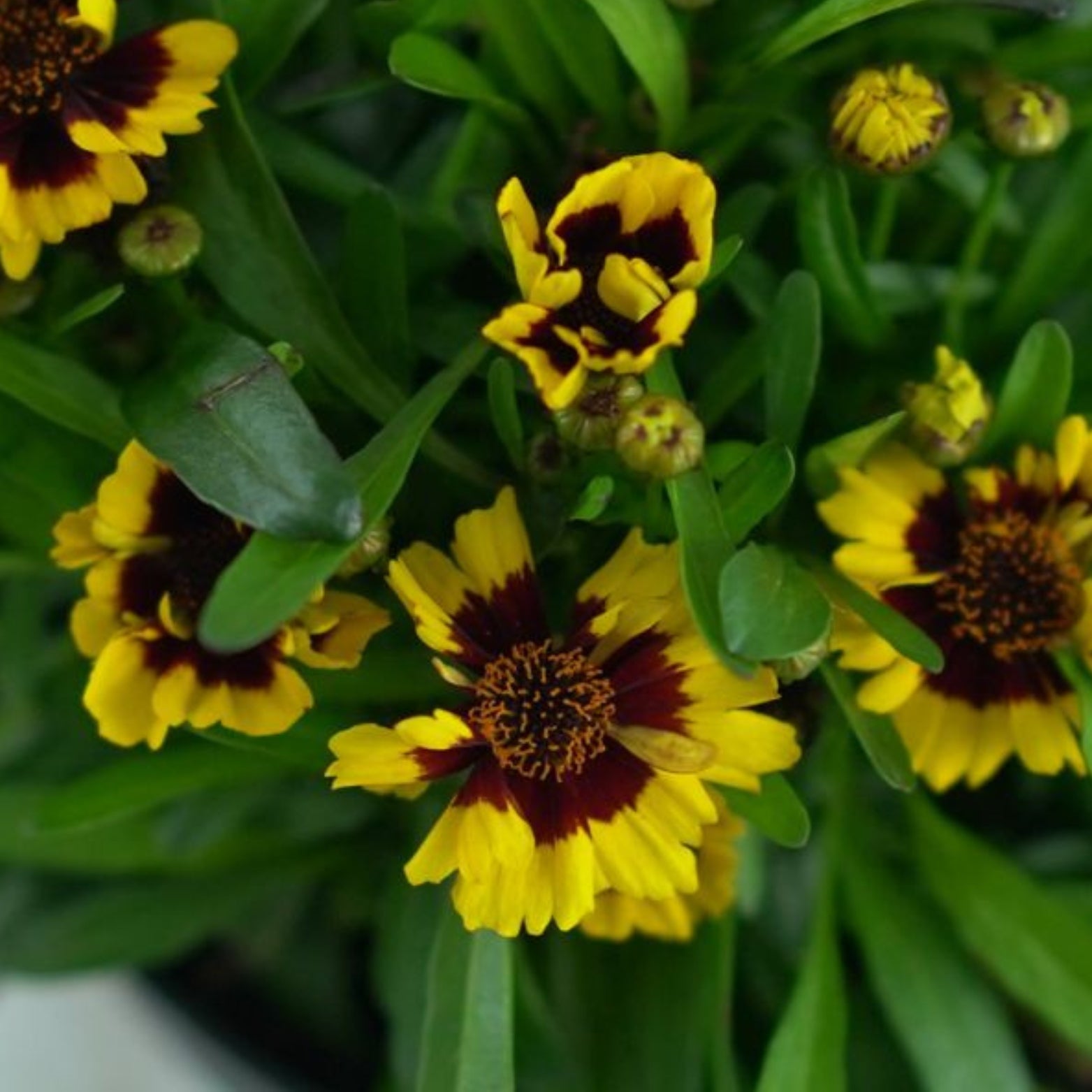COREOPSIS VERTICILLATA 'Corleone Red & Gold' 