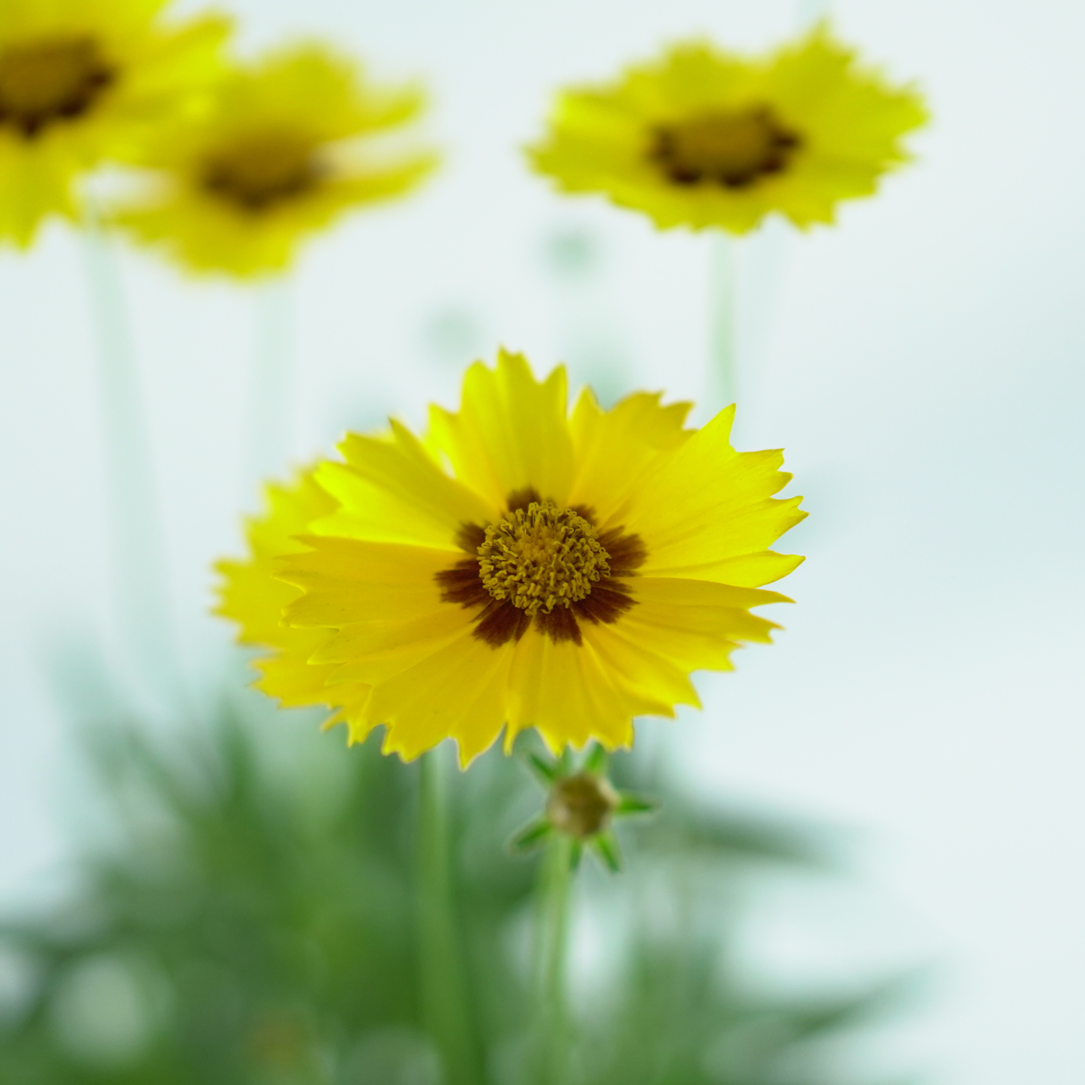 COREOPSIS 'Calypso Lemon' Nachyłek