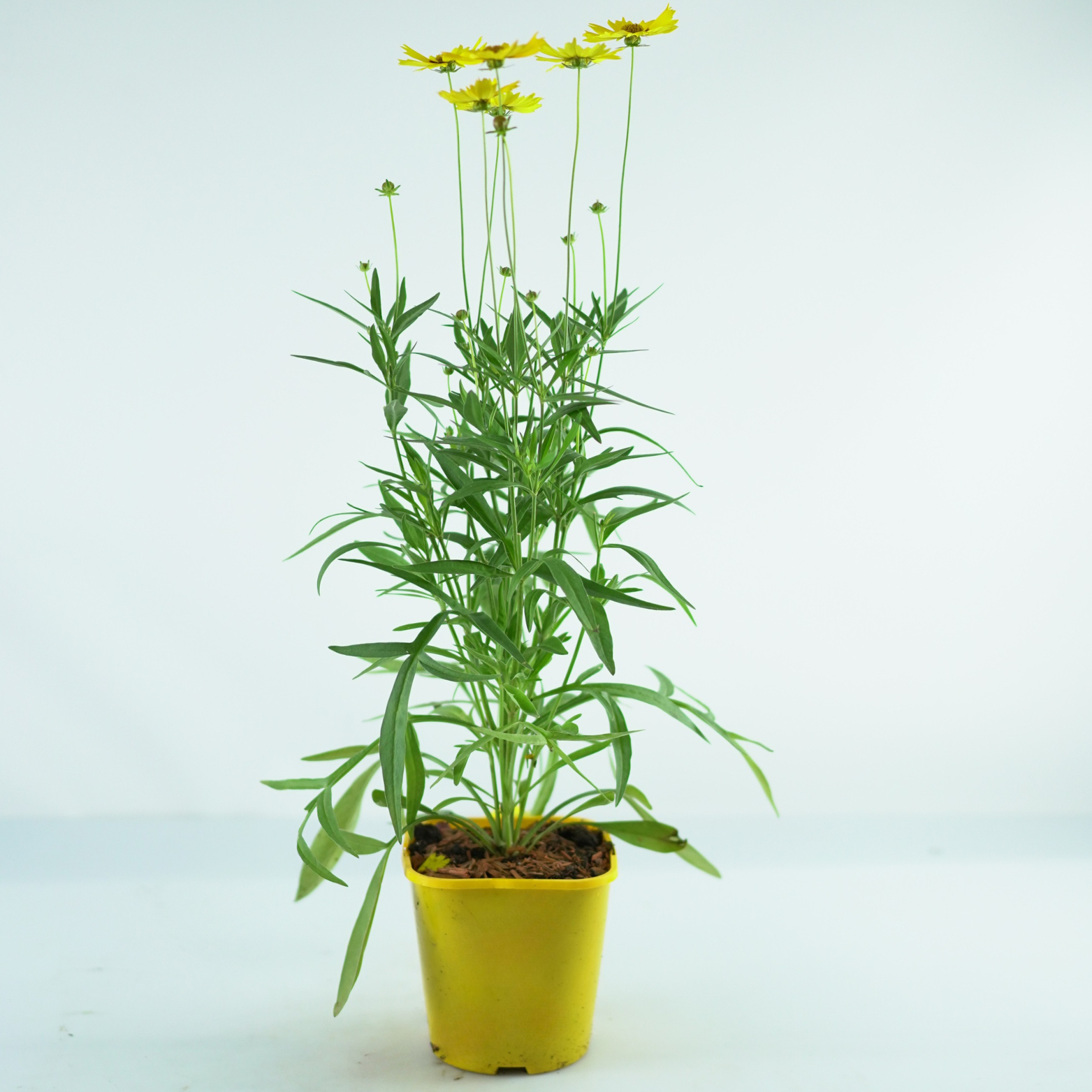 COREOPSIS 'Calypso Lemon' Nachyłek