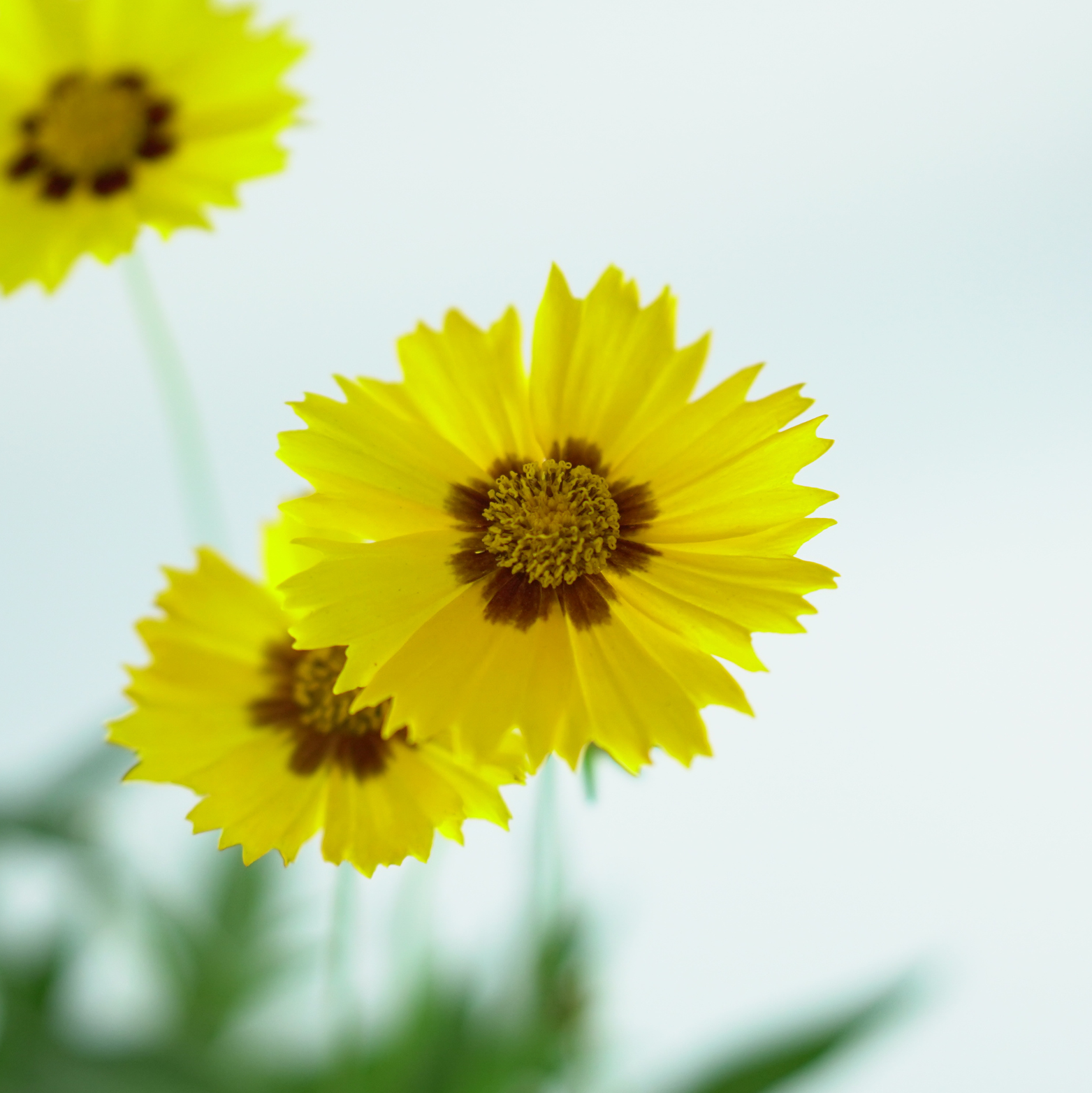 COREOPSIS 'Calypso Lemon' Nachyłek