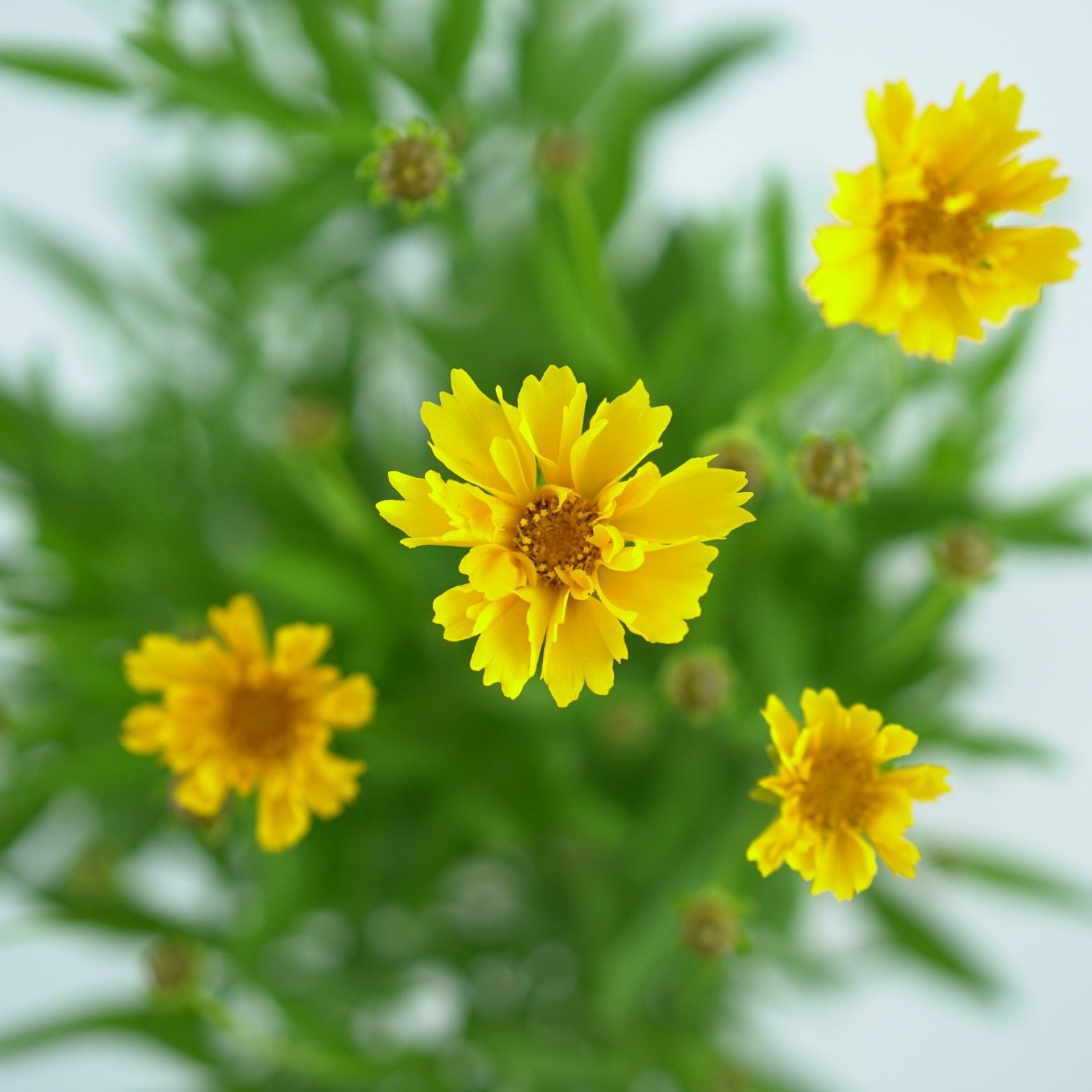 COREOPSIS GRANDIFLORA 'EARLY SUNRISE' Nachyłek wielokwiatowy