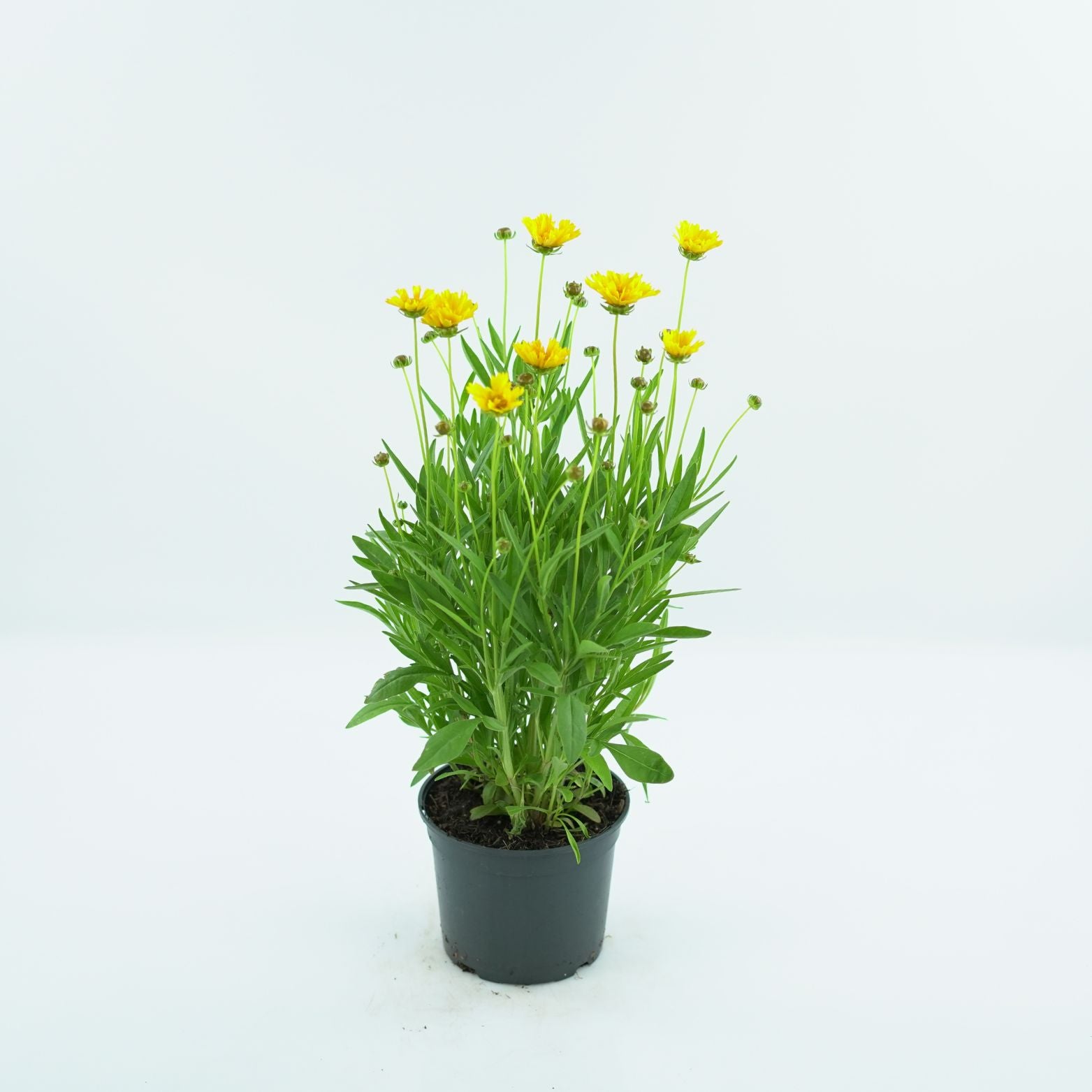 COREOPSIS GRANDIFLORA 'EARLY SUNRISE' Nachyłek wielokwiatowy