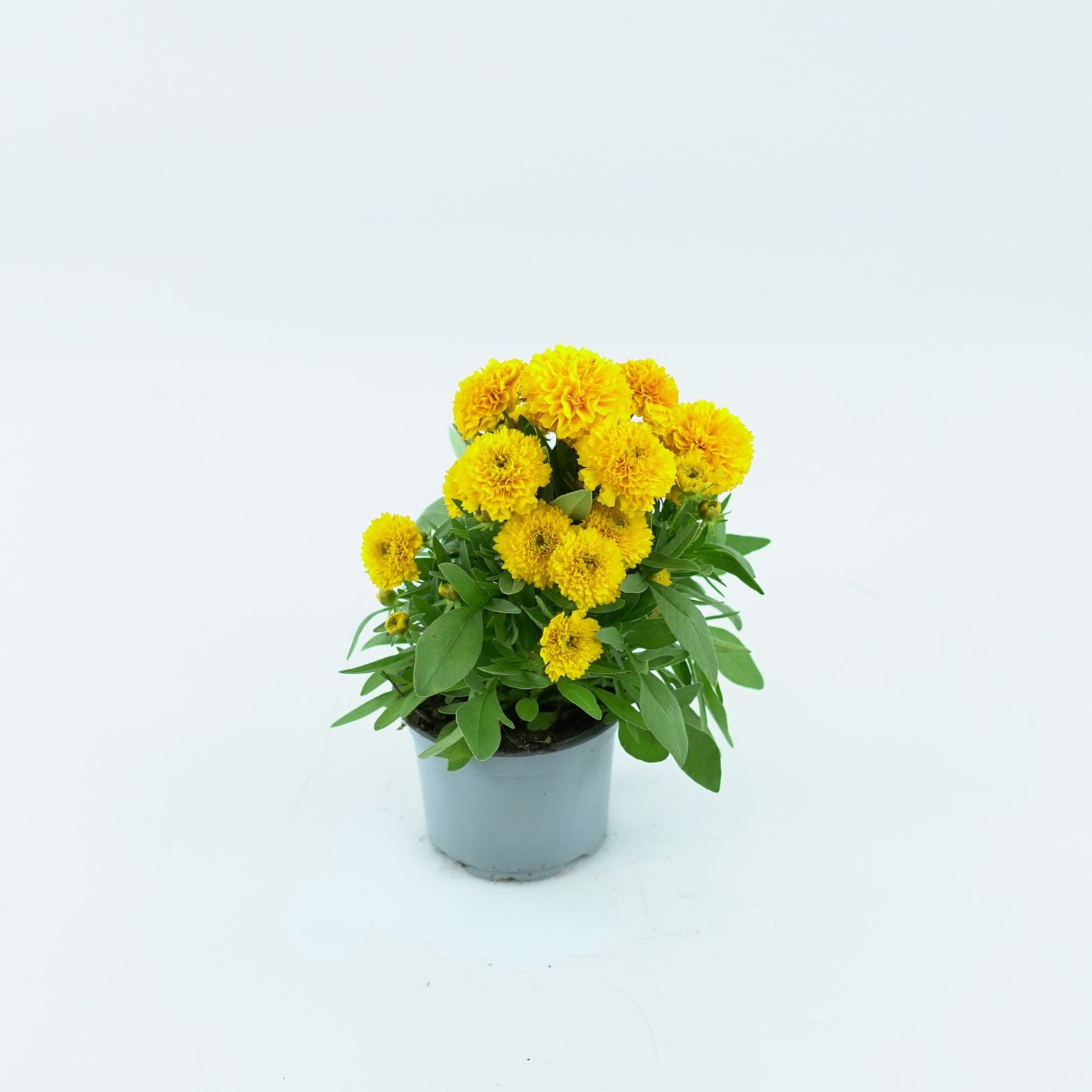 COREOPSIS GRANDIFLORA 'SOLENA' Nachyłek wielkokwiatowy