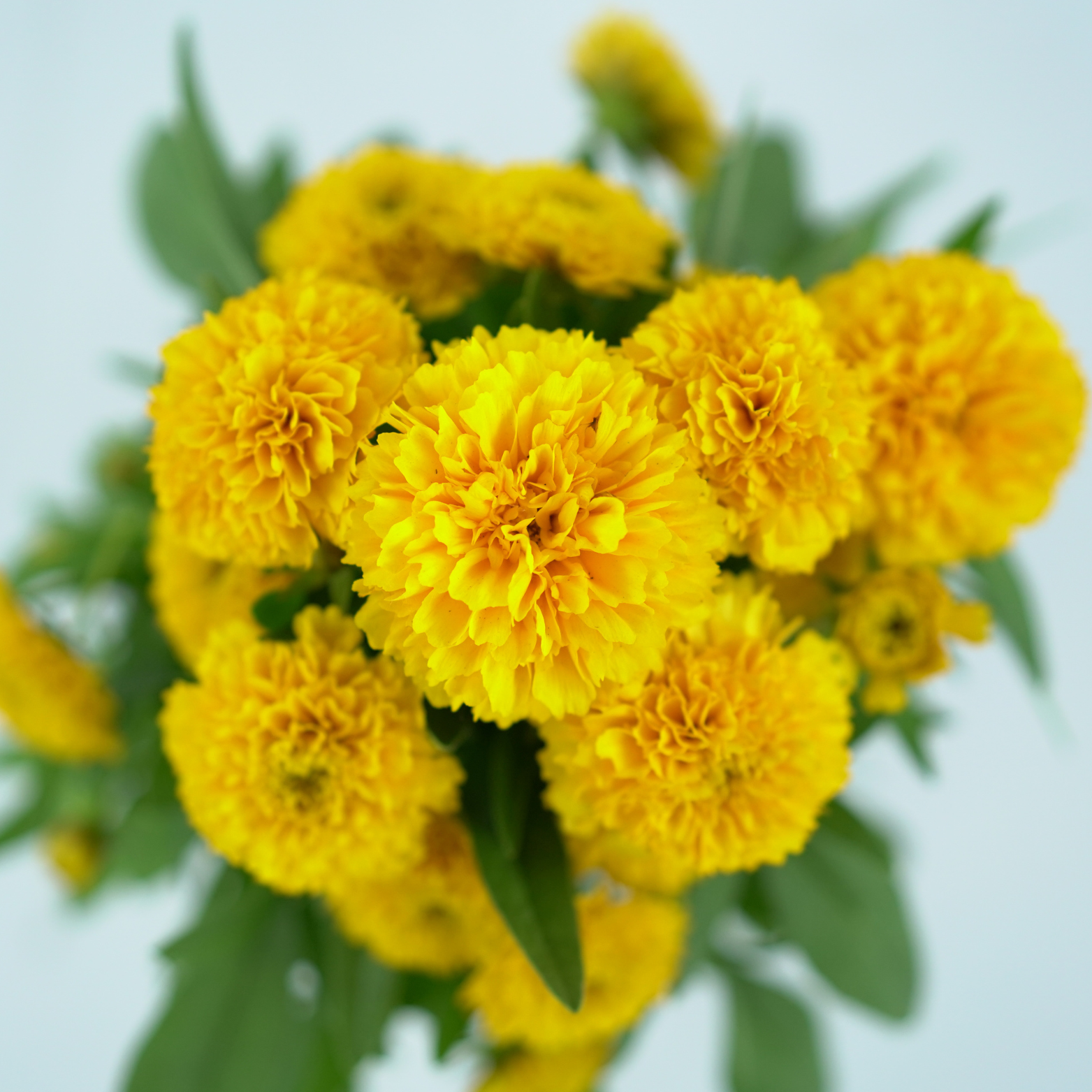 COREOPSIS GRANDIFLORA 'SOLENA' Nachyłek wielkokwiatowy