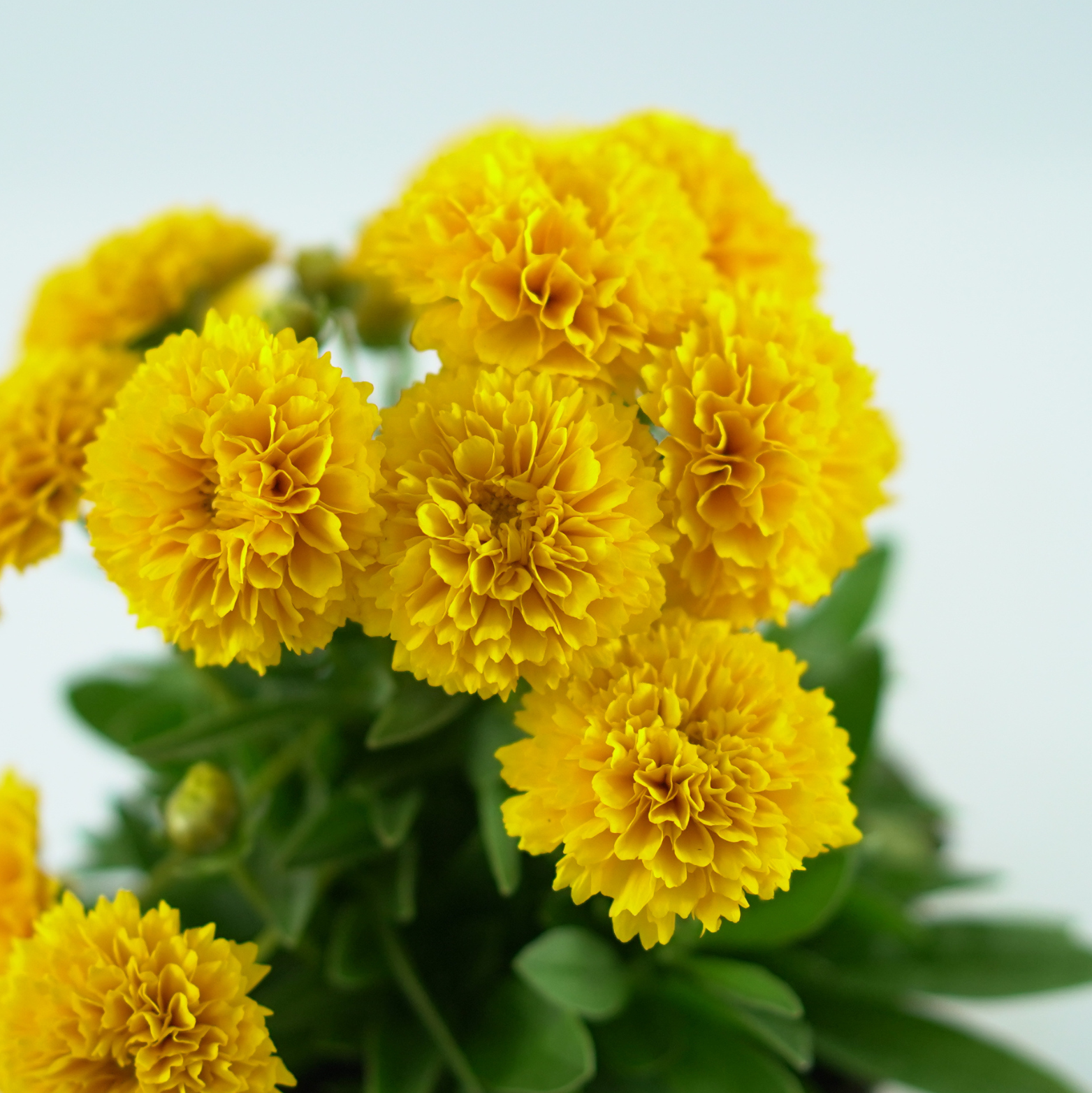 COREOPSIS GRANDIFLORA 'SOLENA' Nachyłek wielkokwiatowy