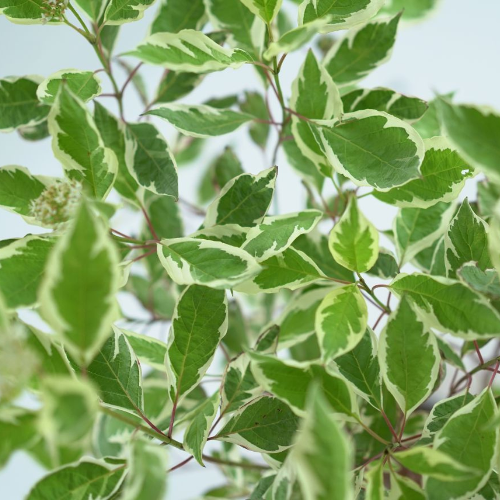 CORNUS ALBA ELEGANTISSIMA Dereń biały