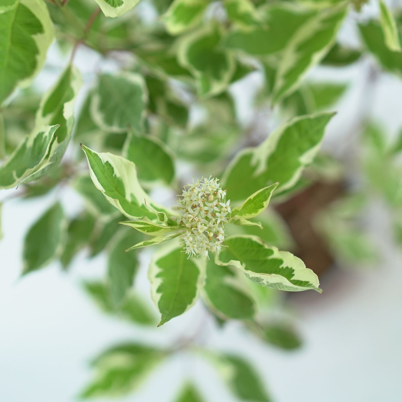 CORNUS ALBA ELEGANTISSIMA Dereń biały